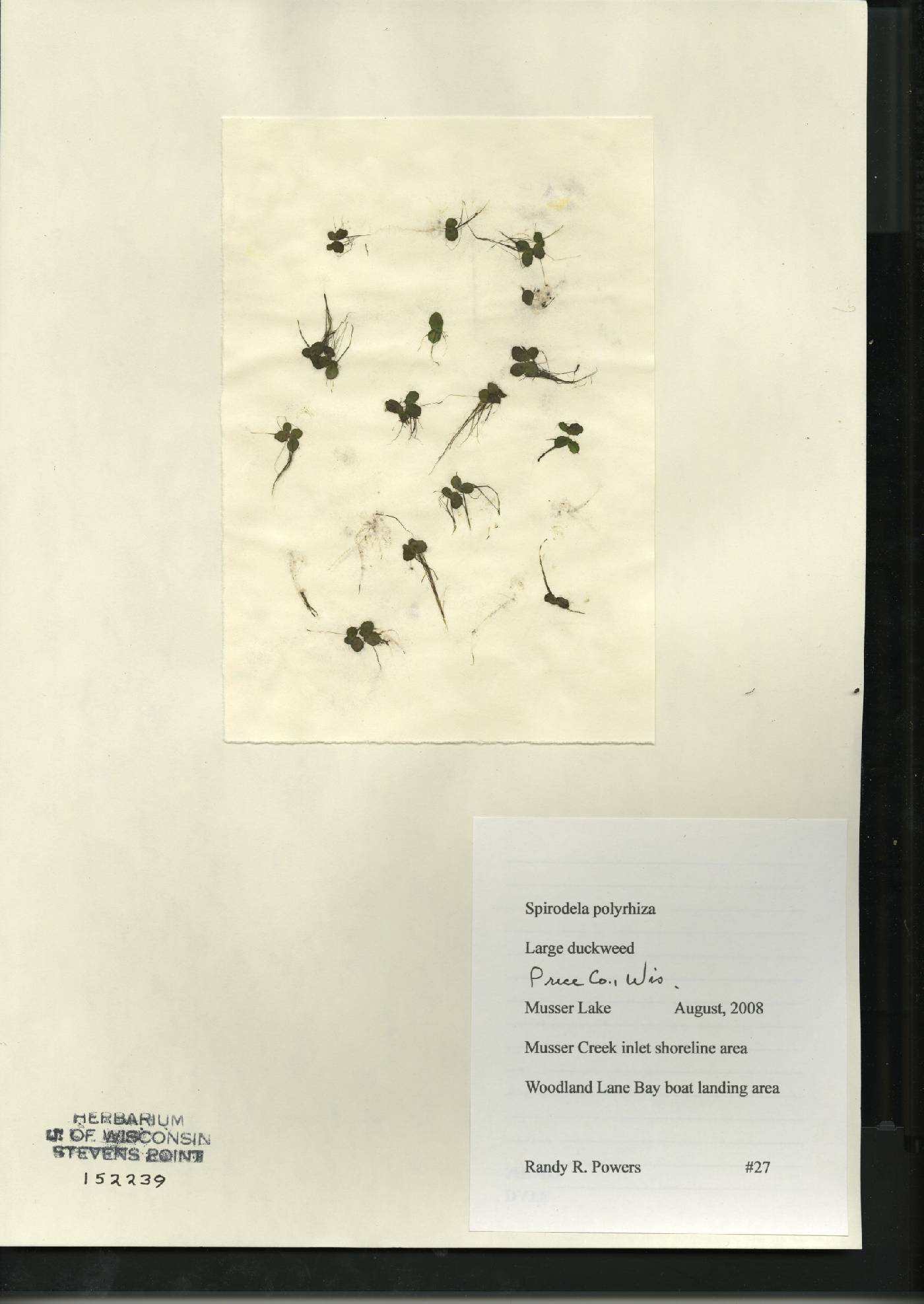 Spirodela polyrrhiza image
