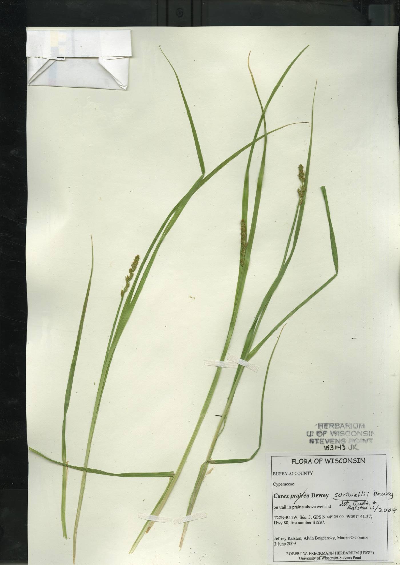 Carex sartwellii image