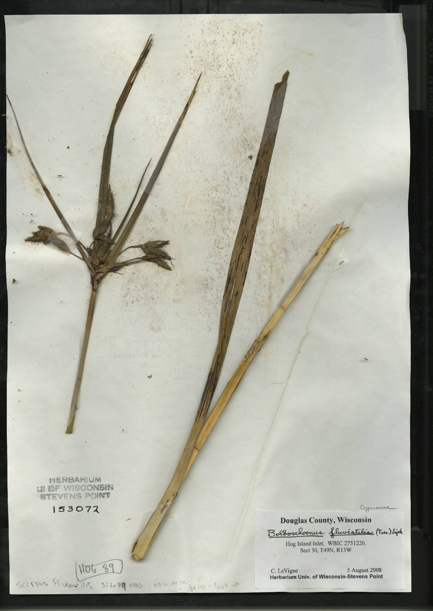 Bolboschoenus fluviatilis image