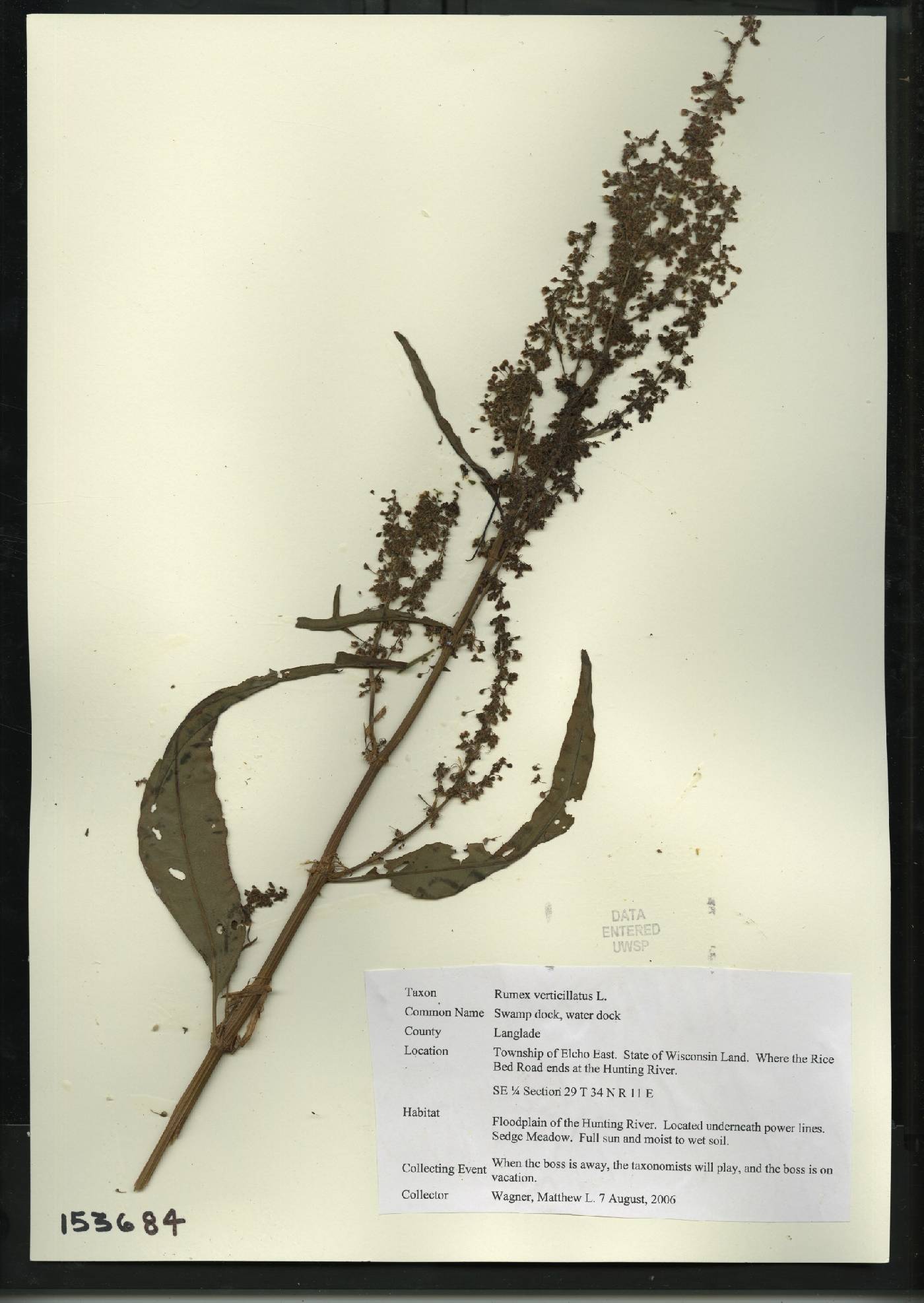 Rumex verticillatus image