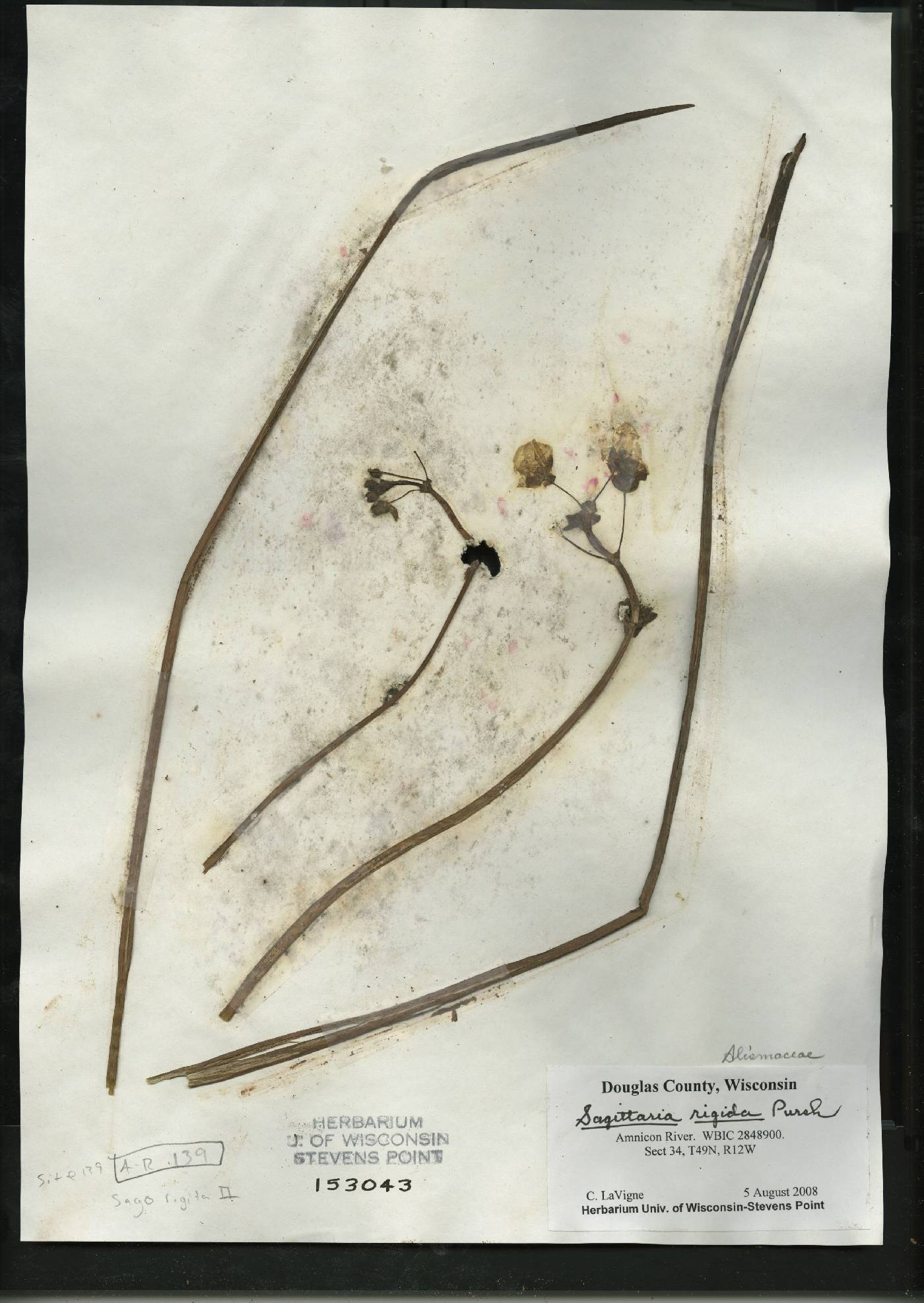 Sagittaria rigida image