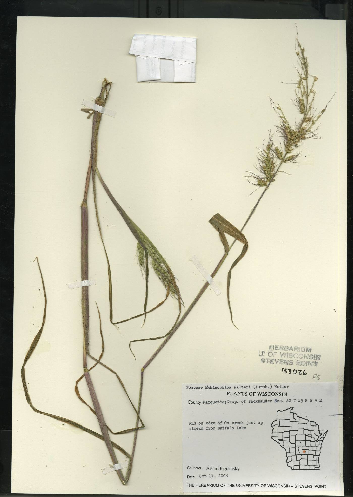 Echinochloa walteri image