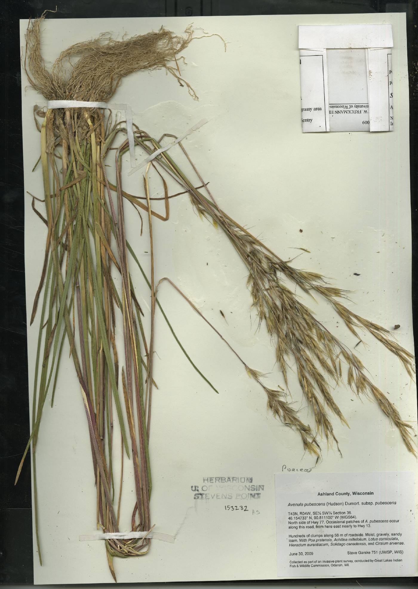 Avenula pubescens image