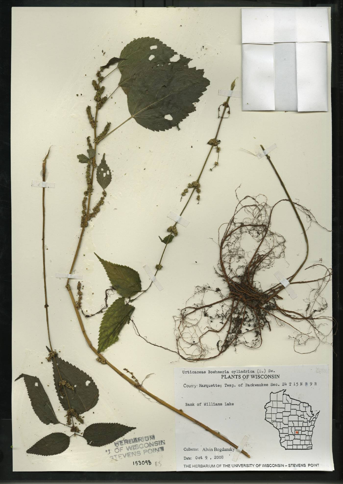 Boehmeria cylindrica image