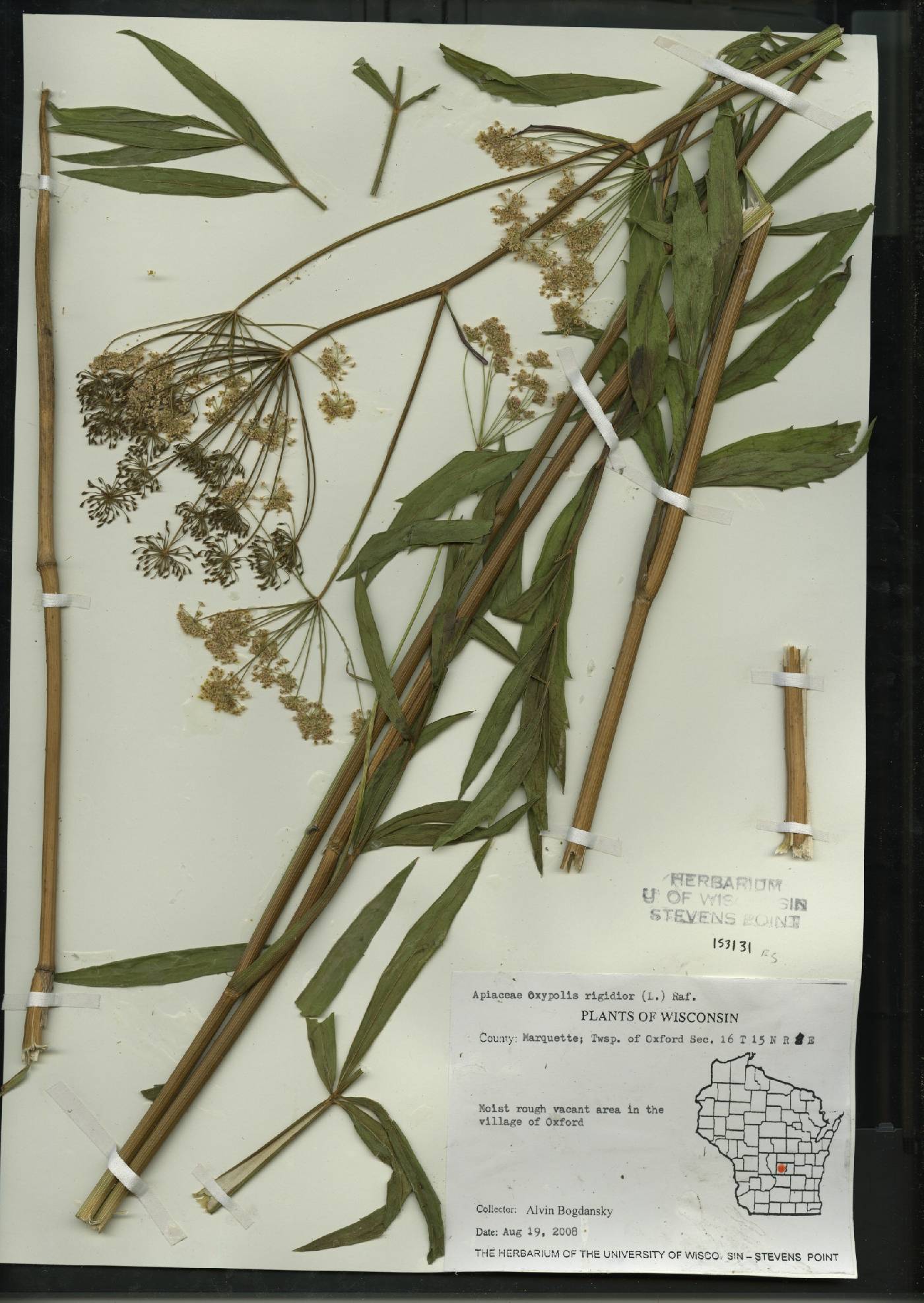 Oxypolis rigidior image