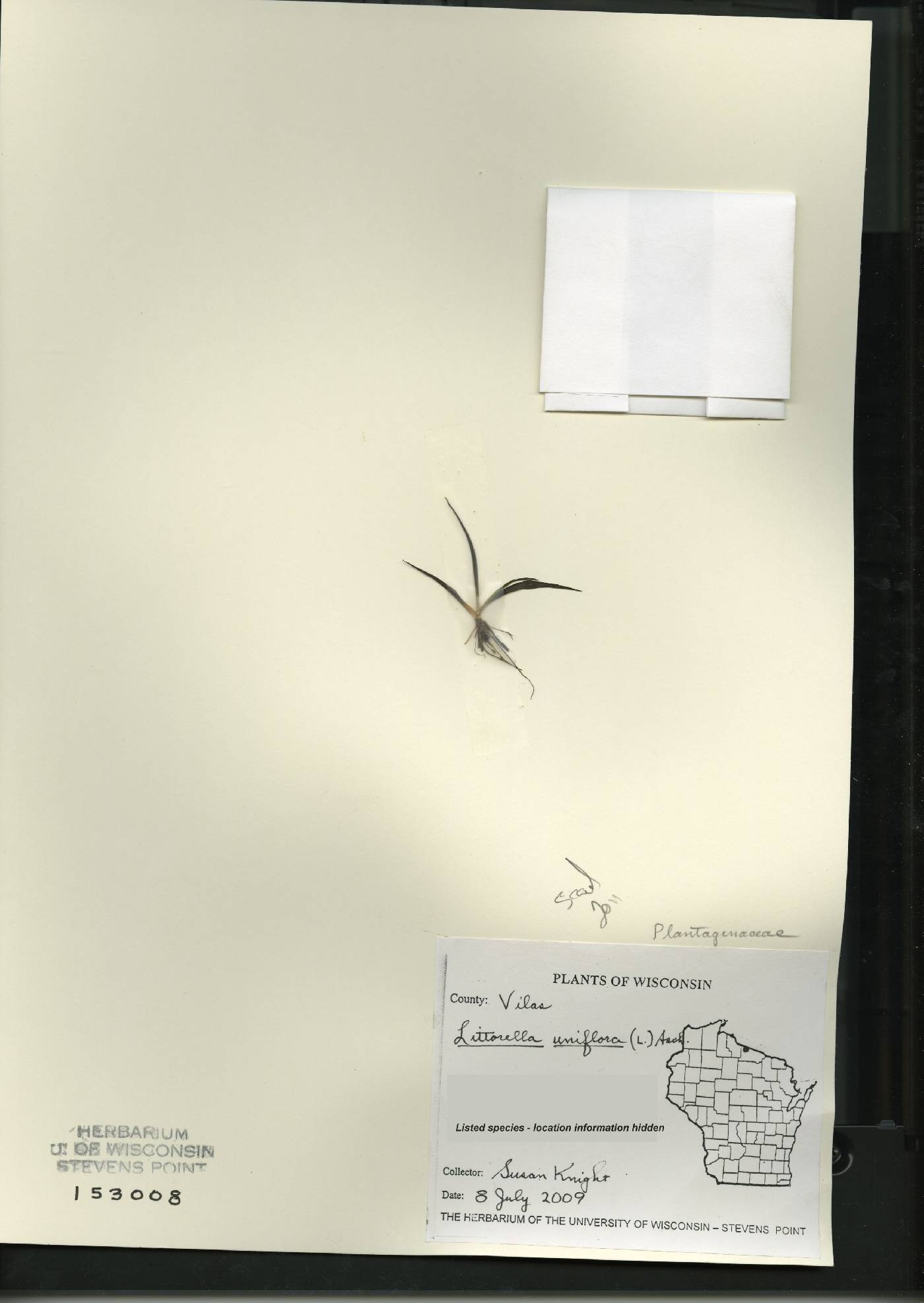 Littorella uniflora var. americana image