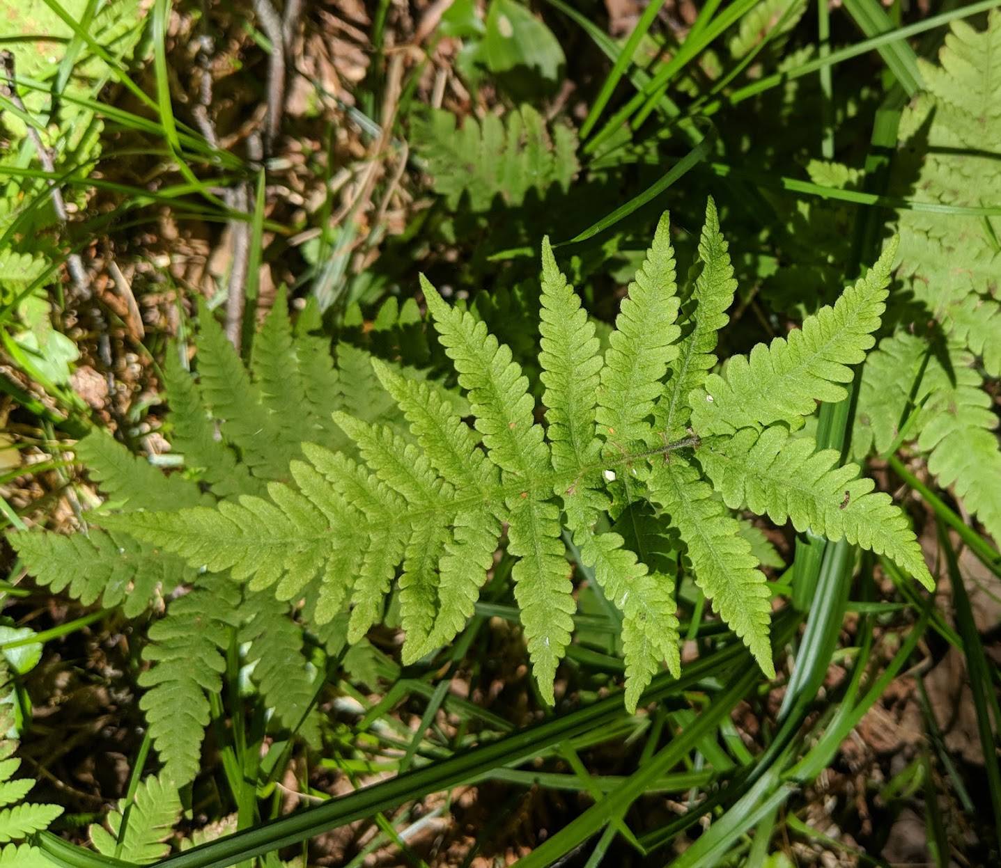 Phegopteris connectilis image