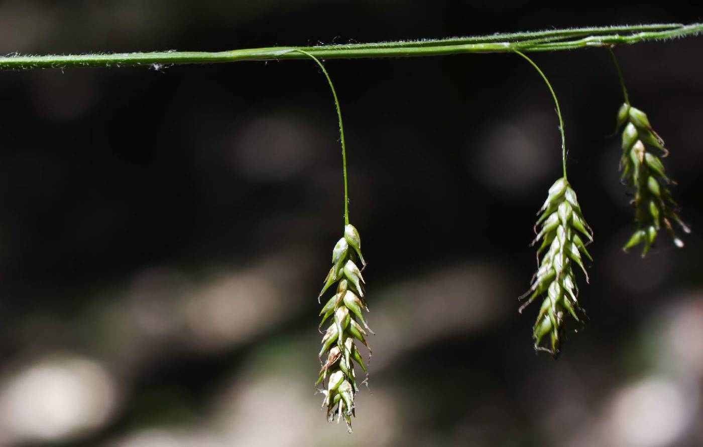 Carex castanea image