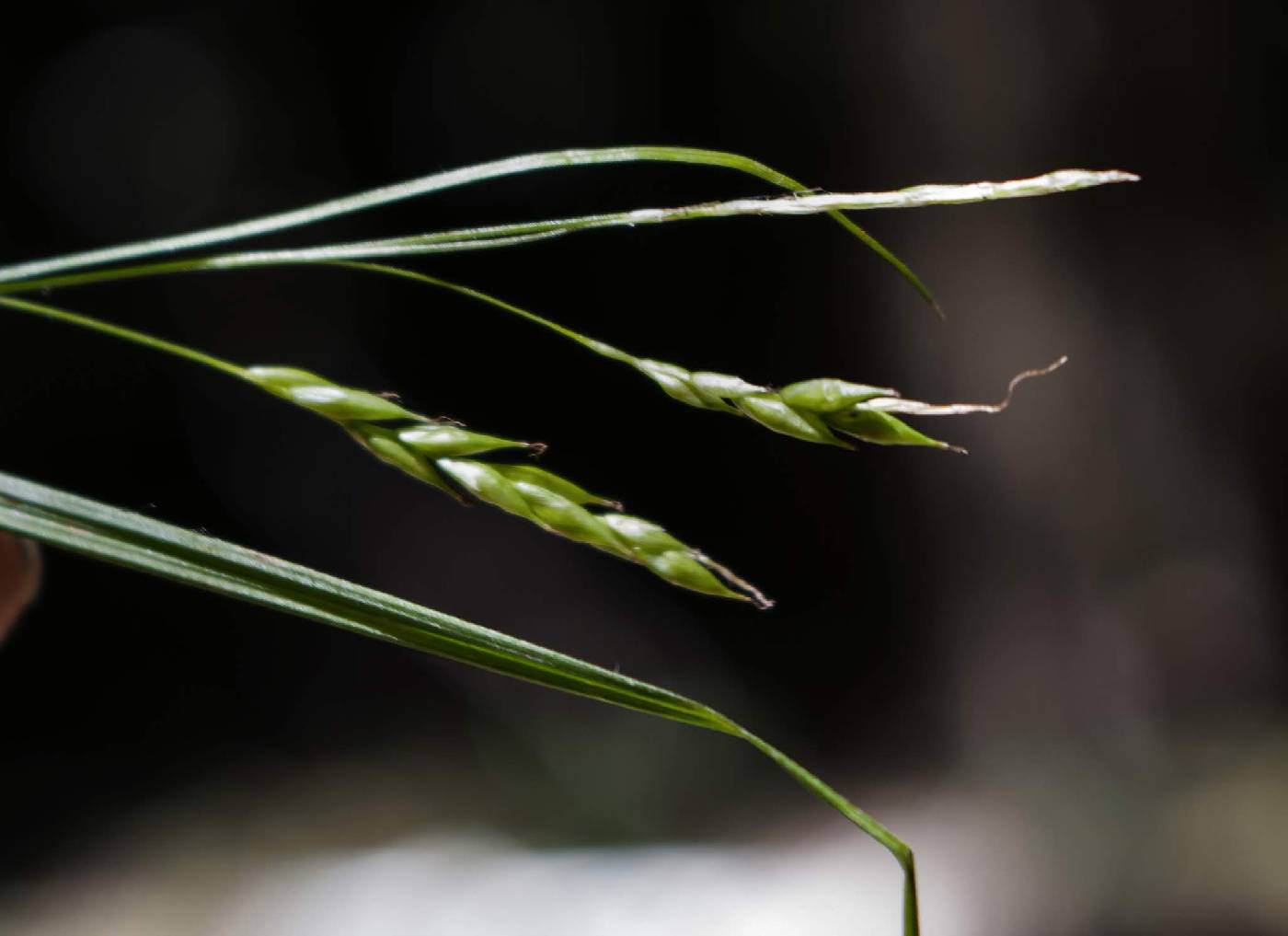 Carex debilis image