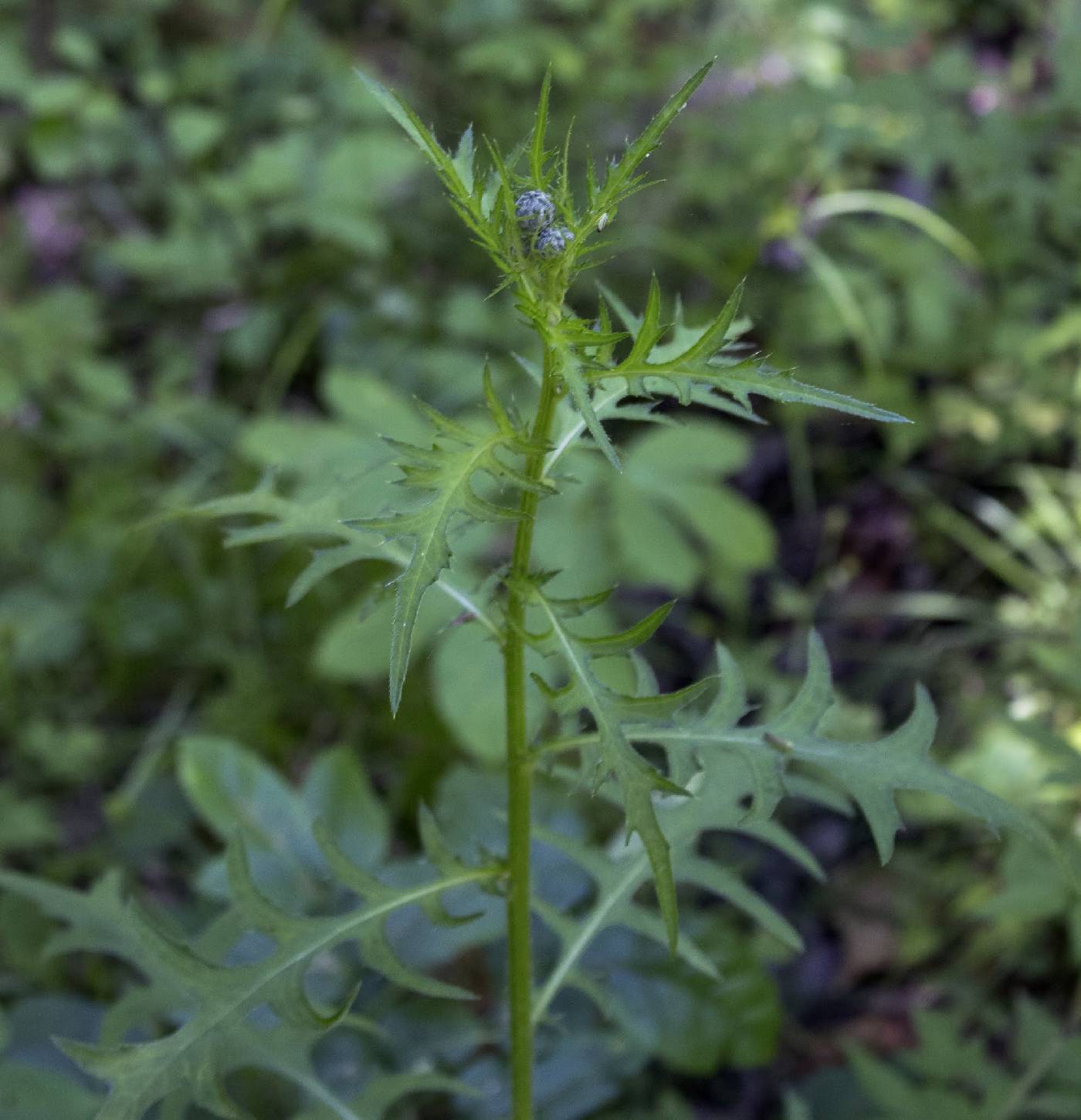 Cirsium muticum image