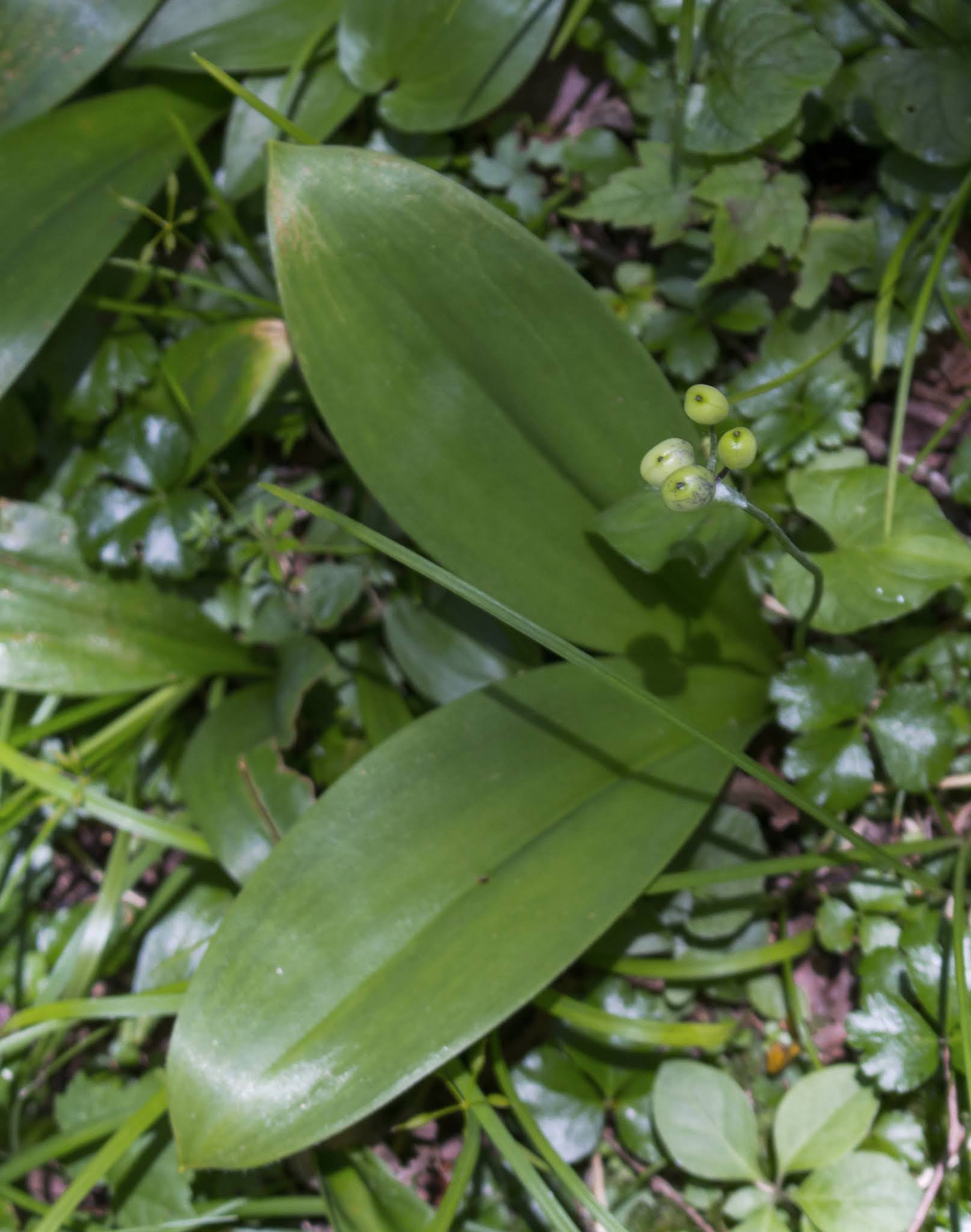 Clintonia borealis image