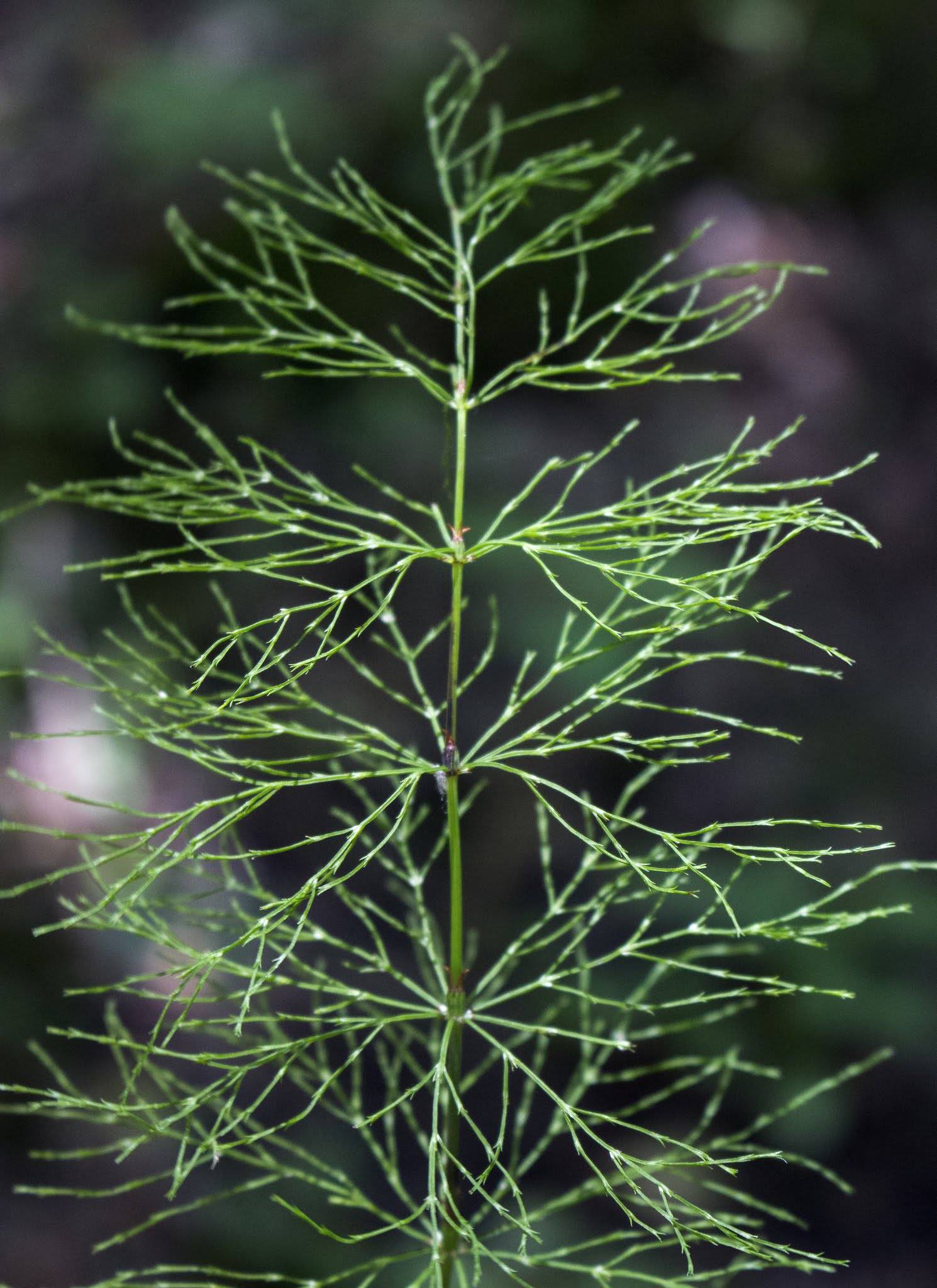 Equisetum sylvaticum image