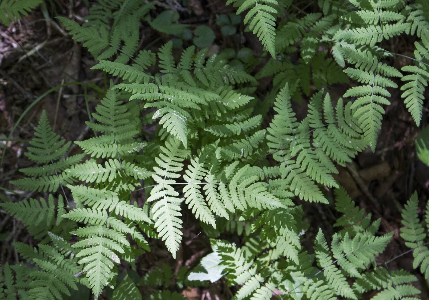 Gymnocarpium dryopteris image