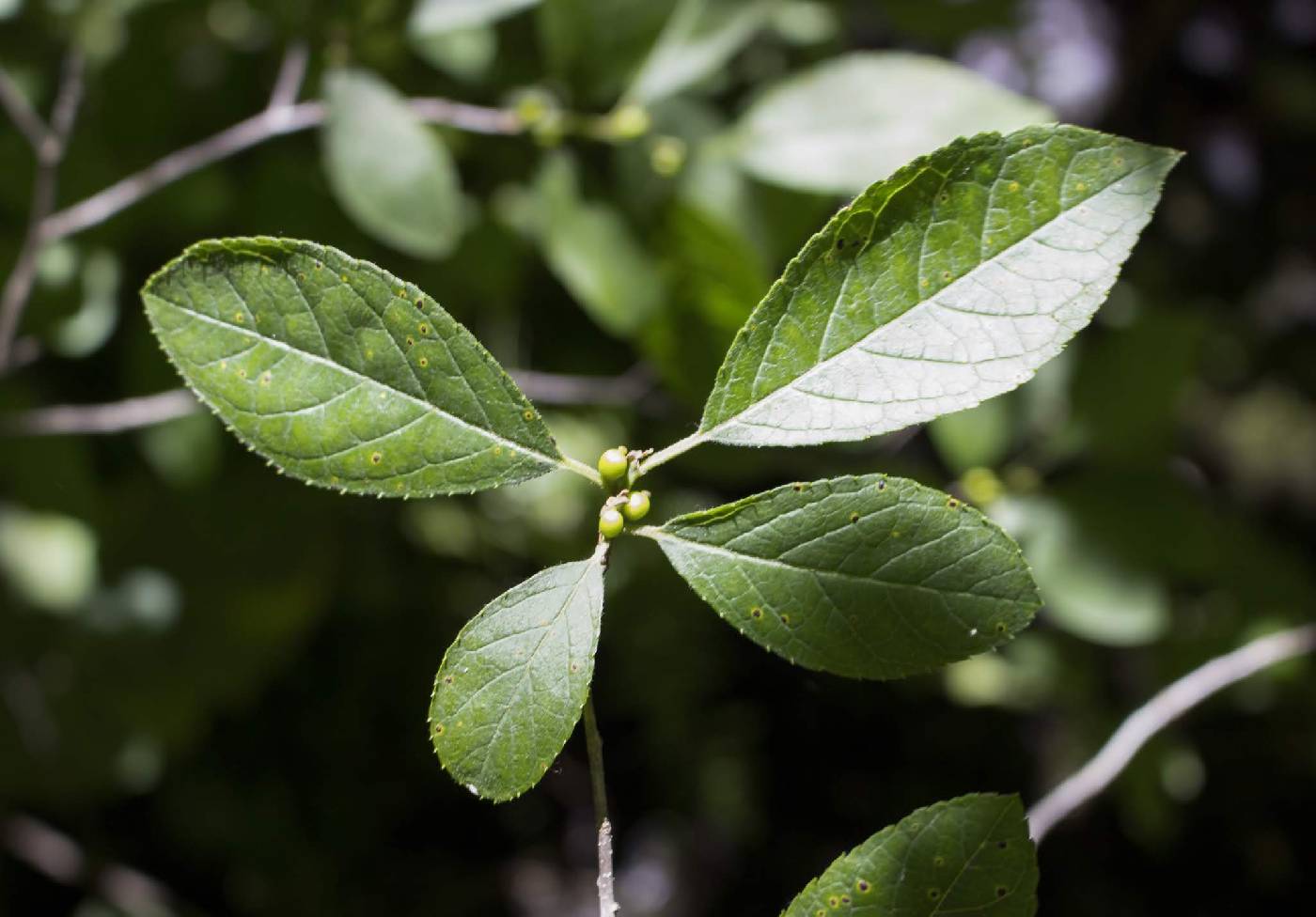 Ilex verticillata image