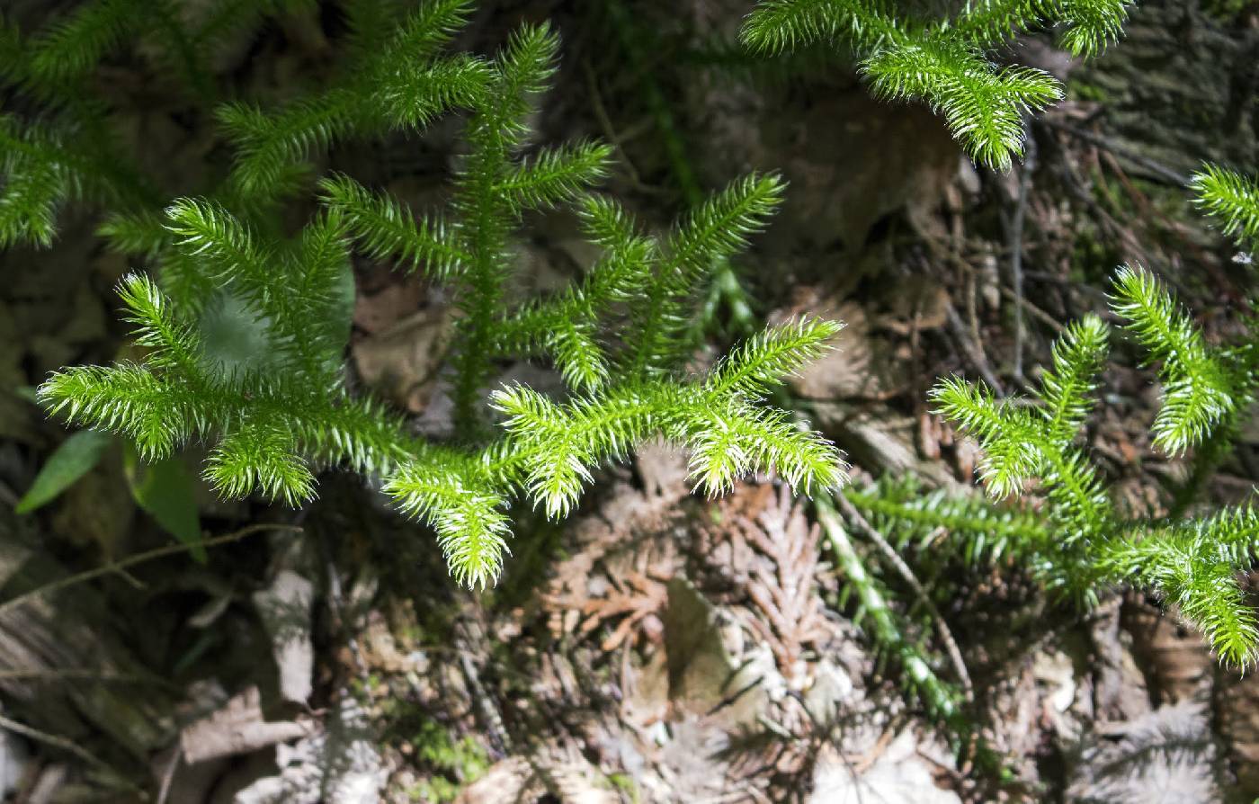 Lycopodium clavatum image