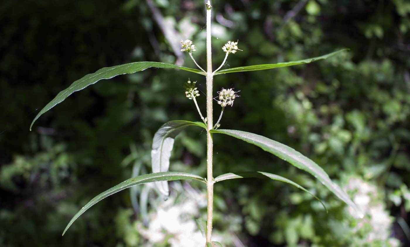 Lysimachia thyrsiflora image