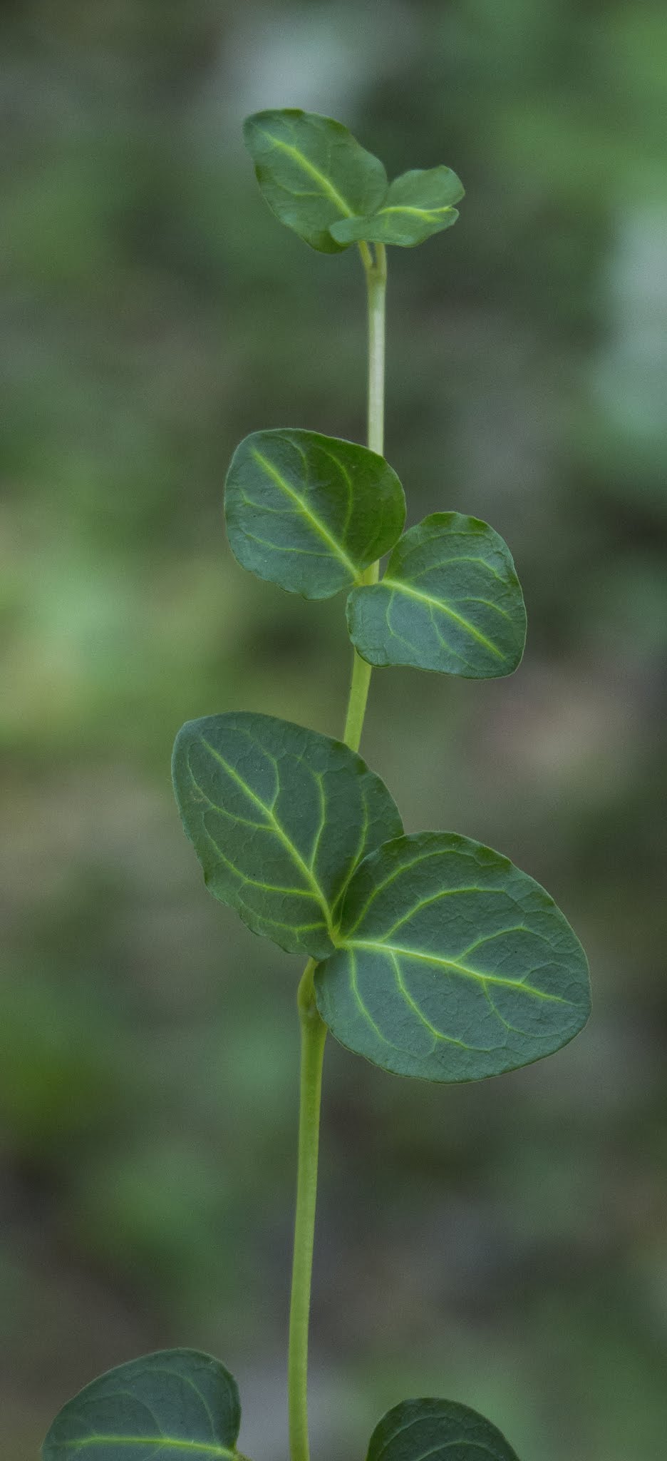 Mitchella repens image