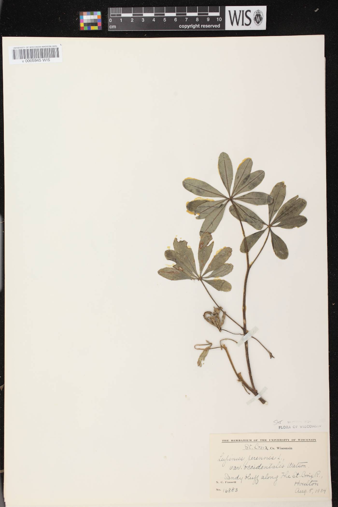Lupinus perennis var. occidentalis image