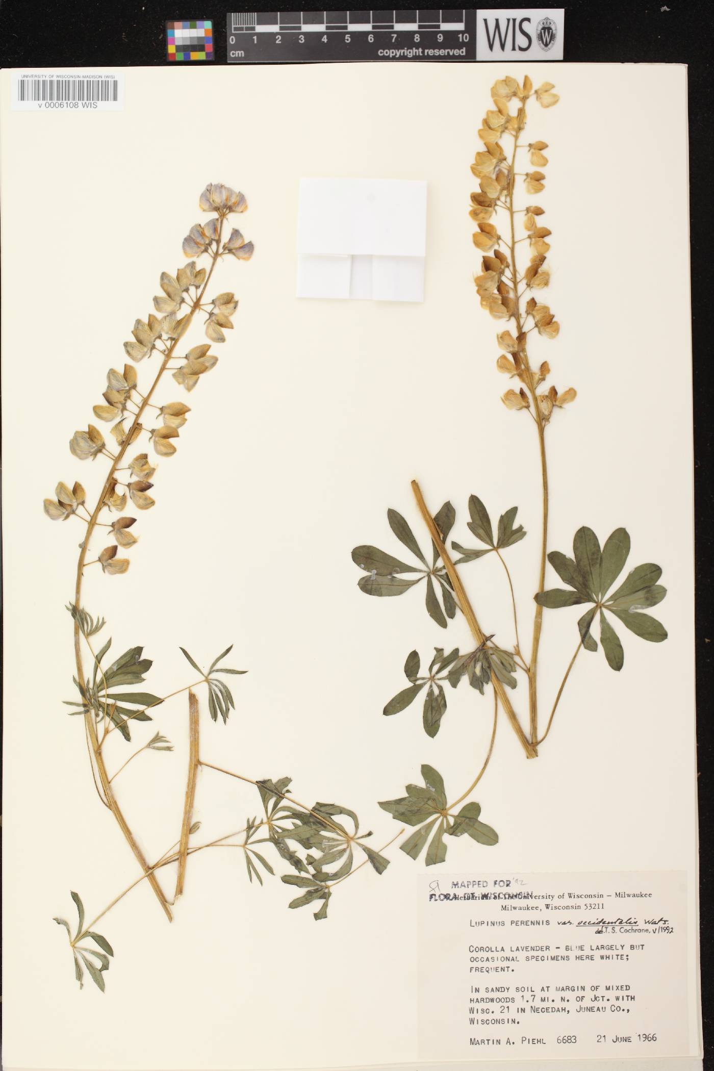 Lupinus perennis var. occidentalis image
