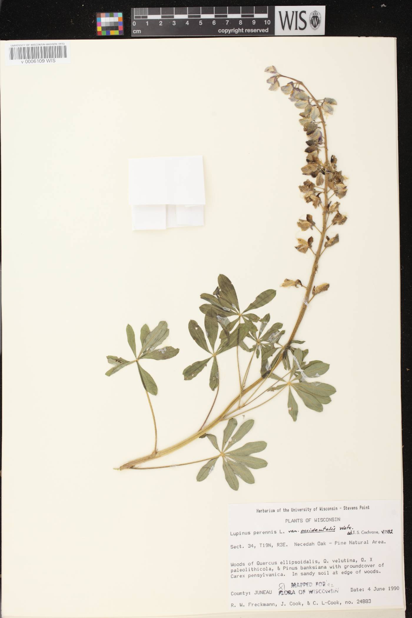 Lupinus perennis var. occidentalis image