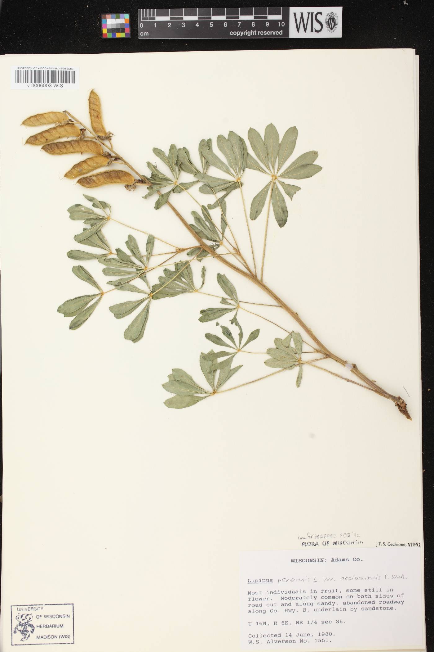 Lupinus perennis var. occidentalis image