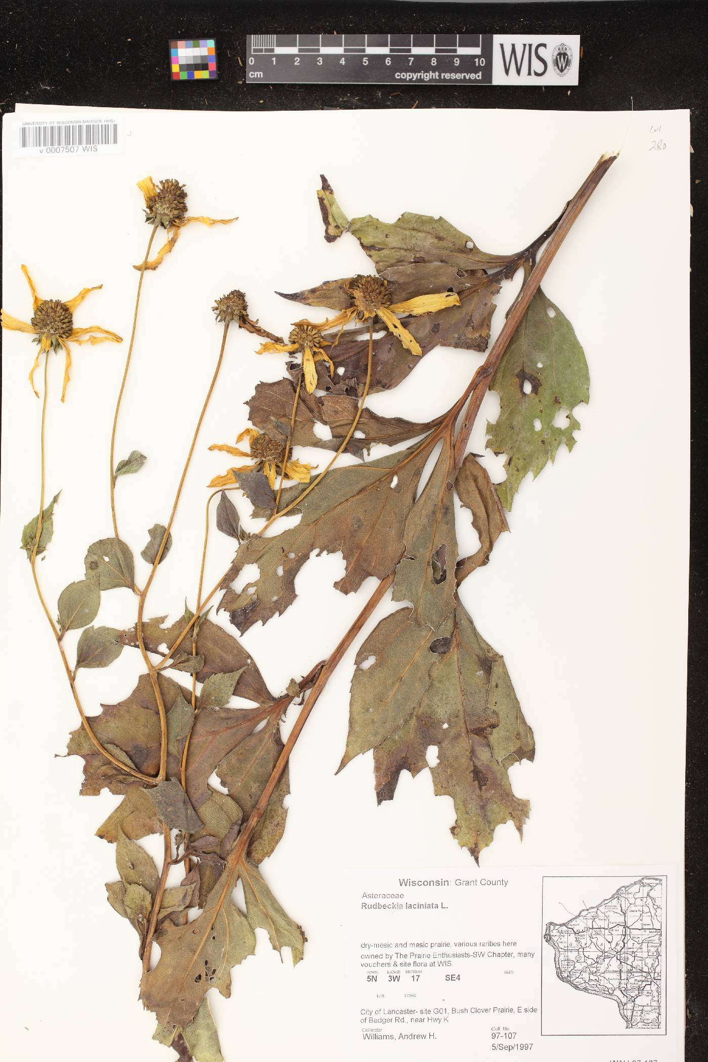 Rudbeckia laciniata image