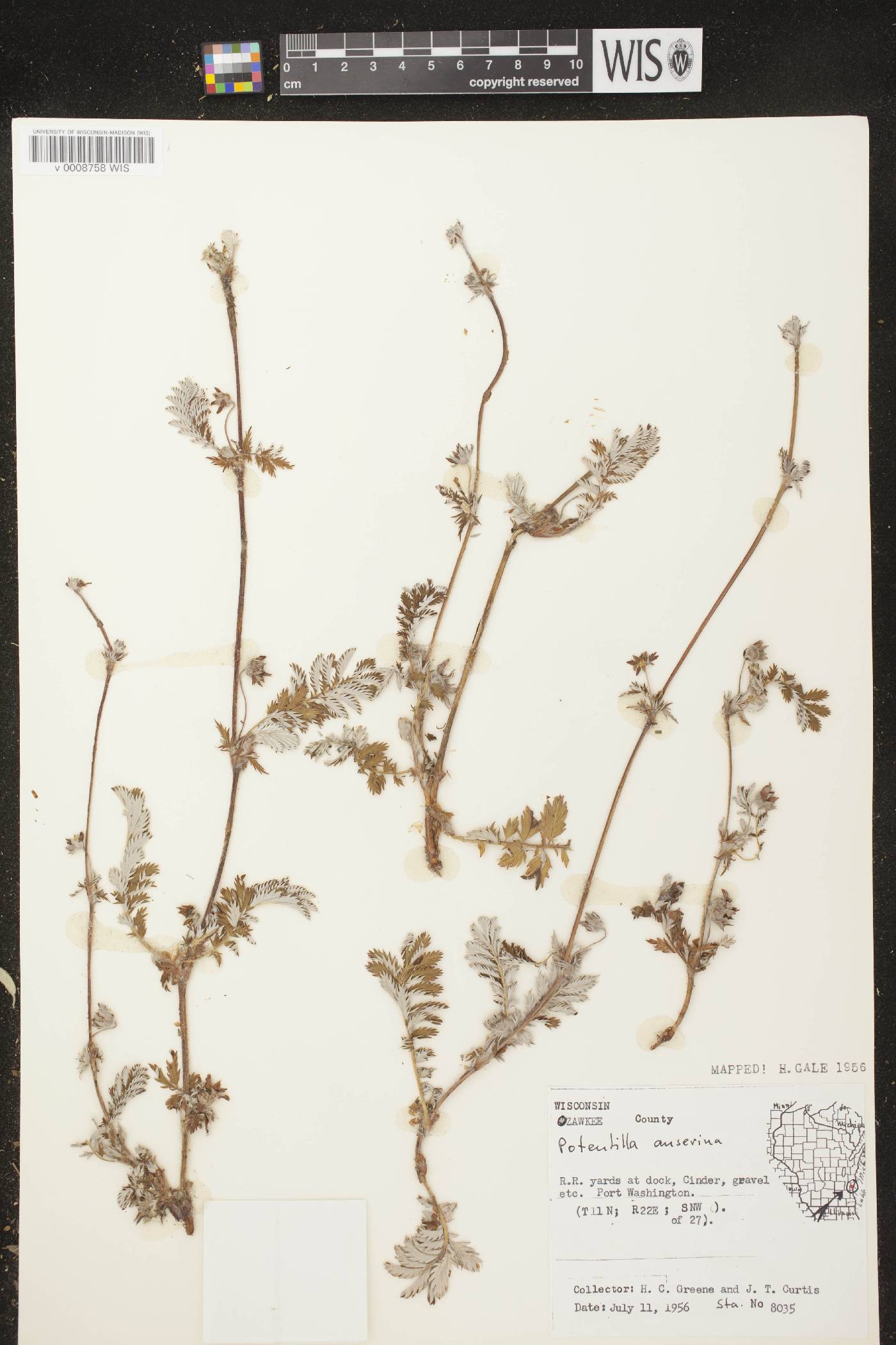 Potentilla anserina subsp. anserina image