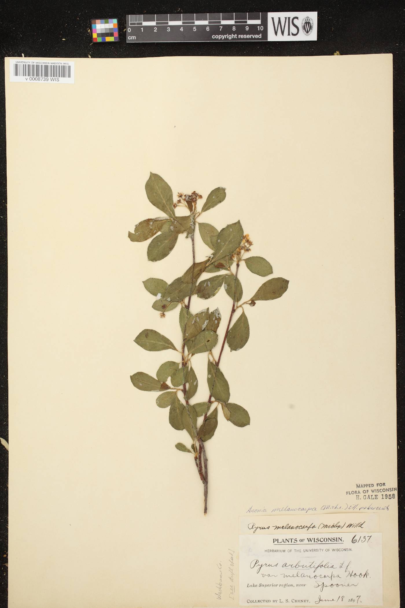 Aronia x prunifolia image