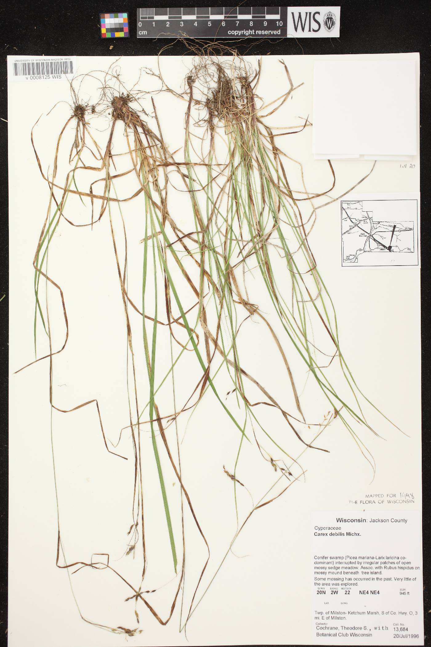 Carex debilis var. rudgei image