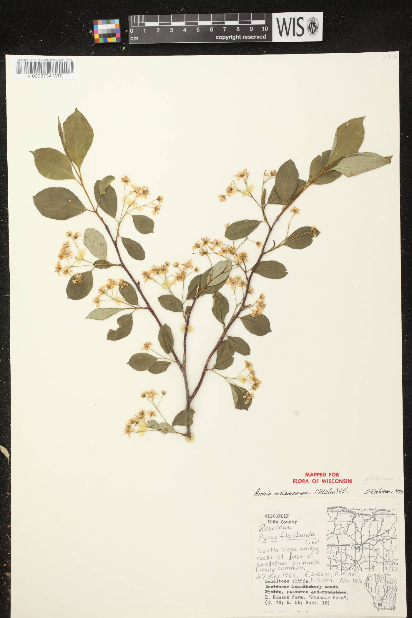 Aronia x prunifolia image