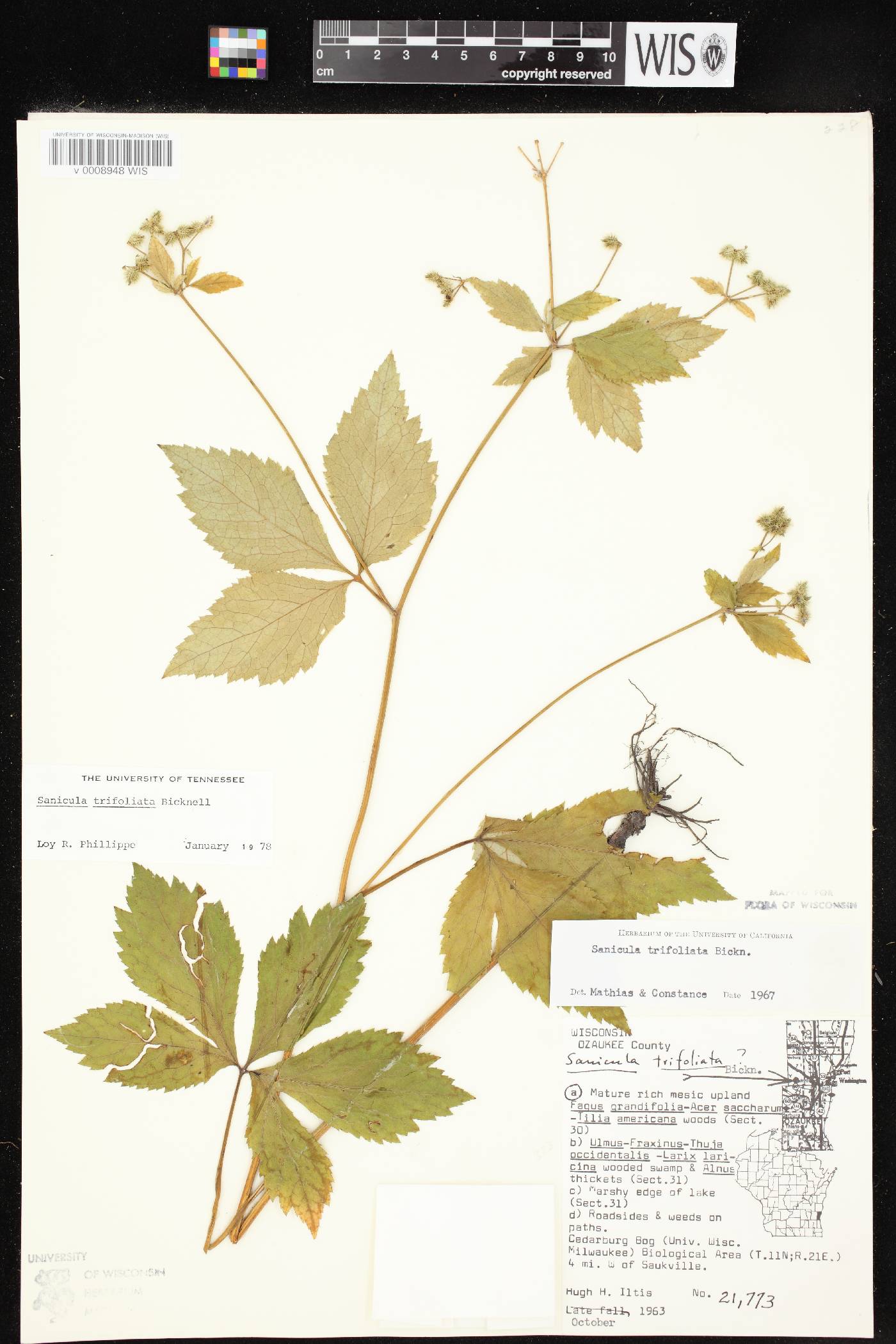 Sanicula trifoliata image