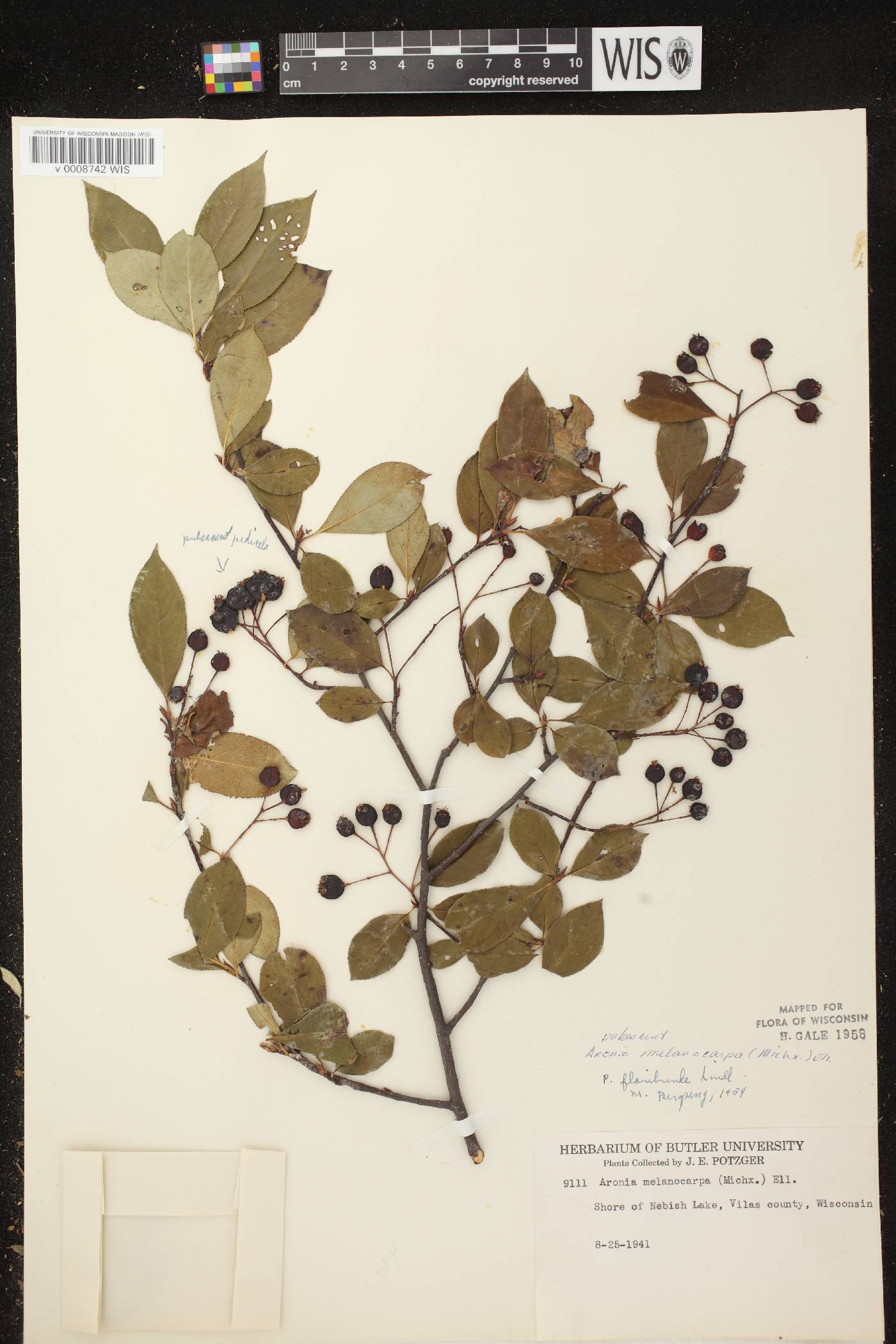 Aronia x prunifolia image