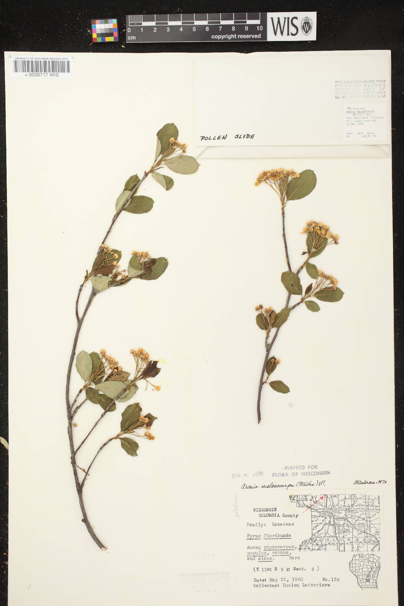 Aronia x prunifolia image