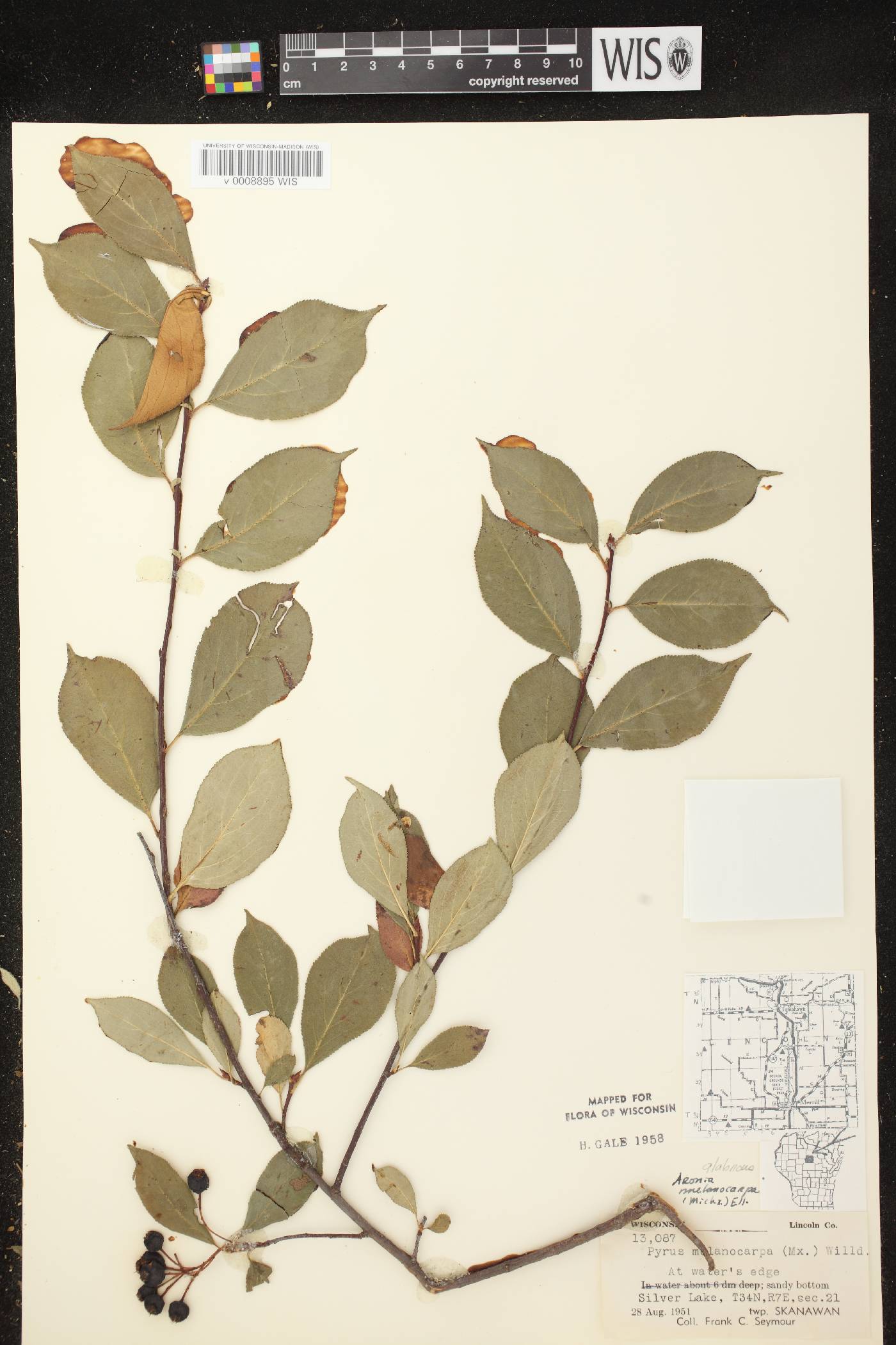 Aronia x prunifolia image