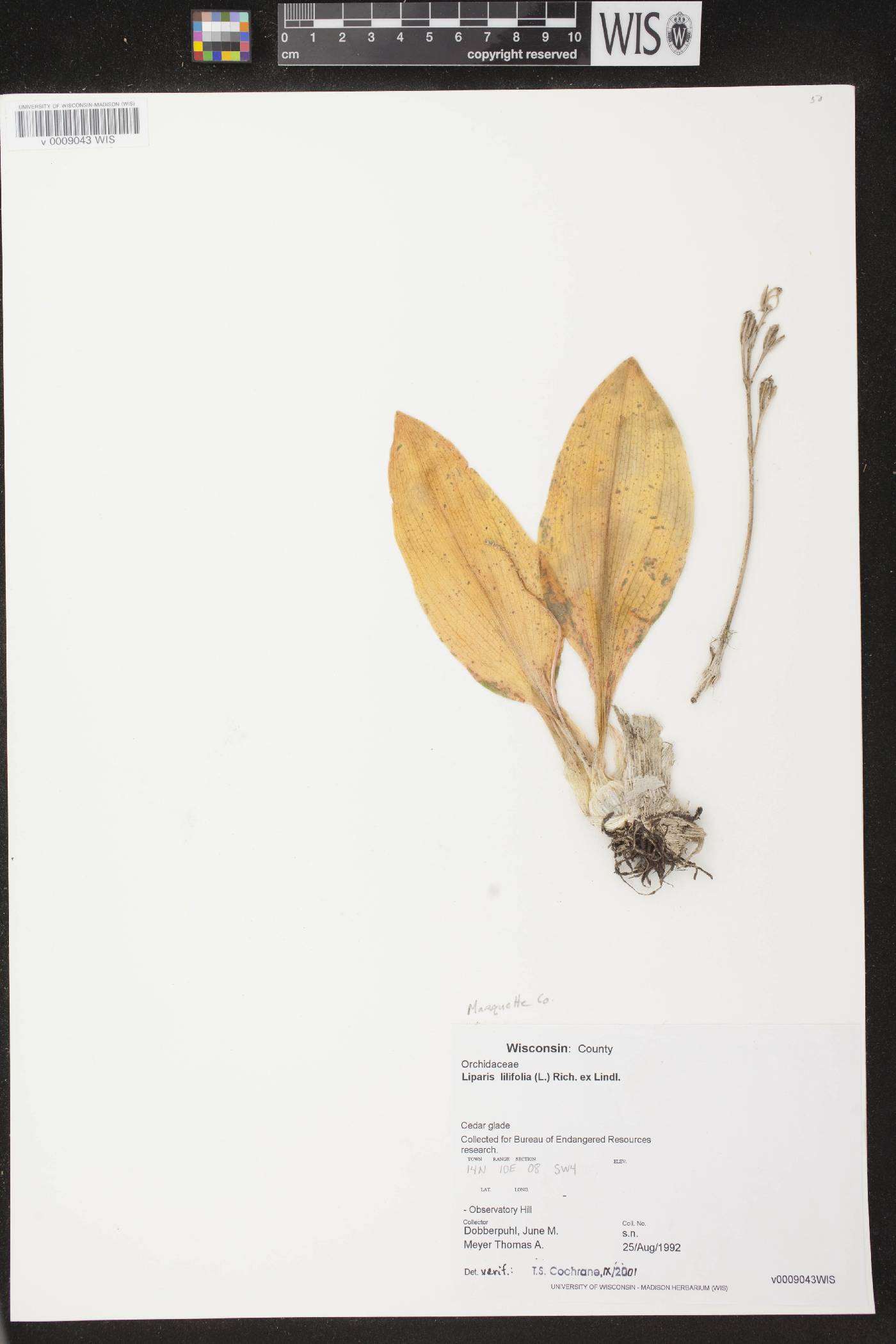 Liparis liliifolia image