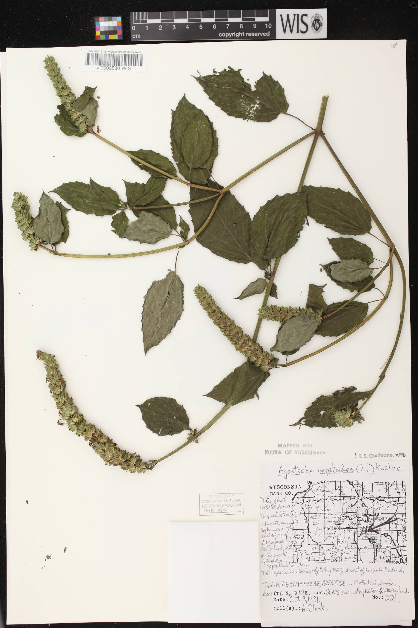 Agastache nepetoides image