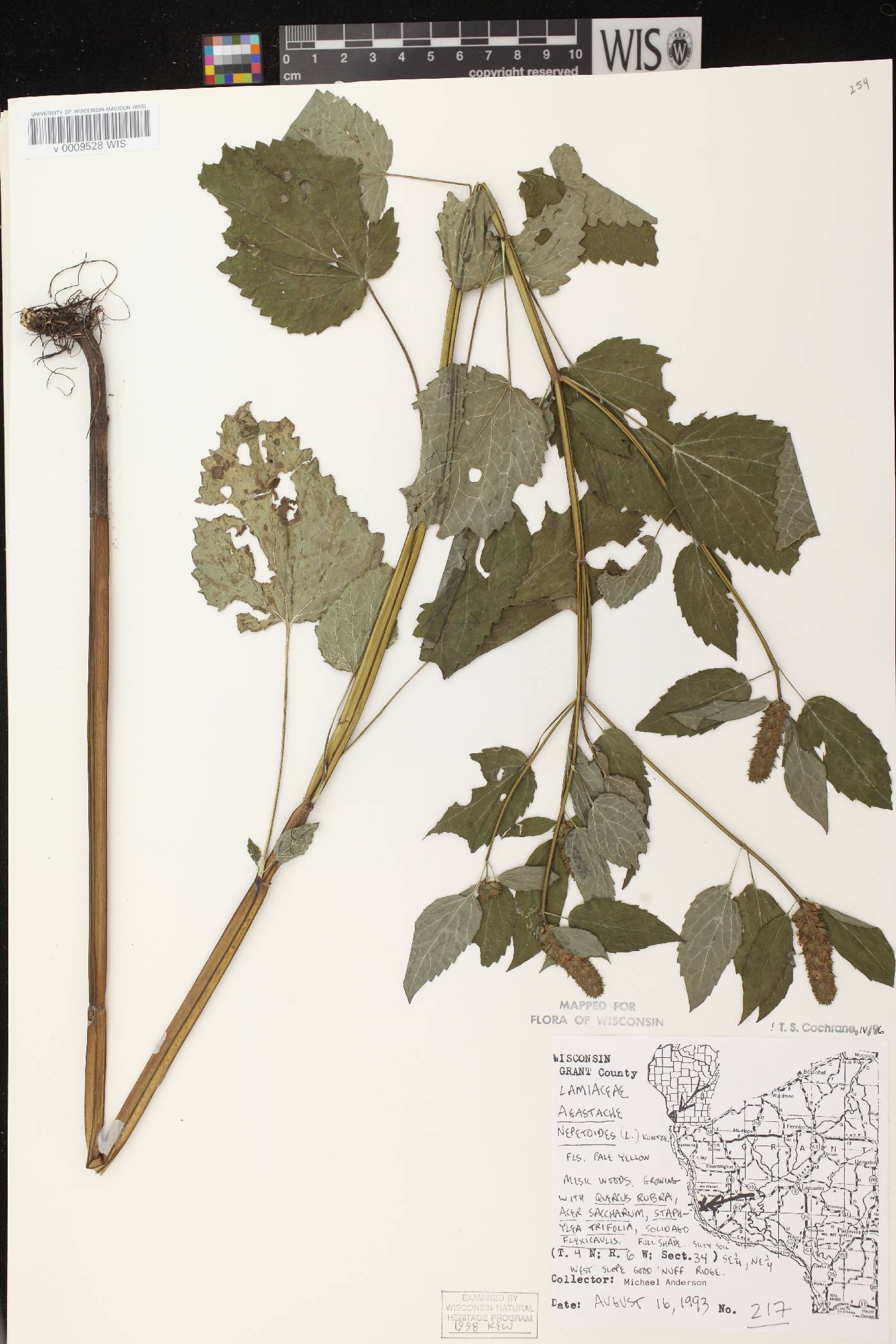 Agastache nepetoides image