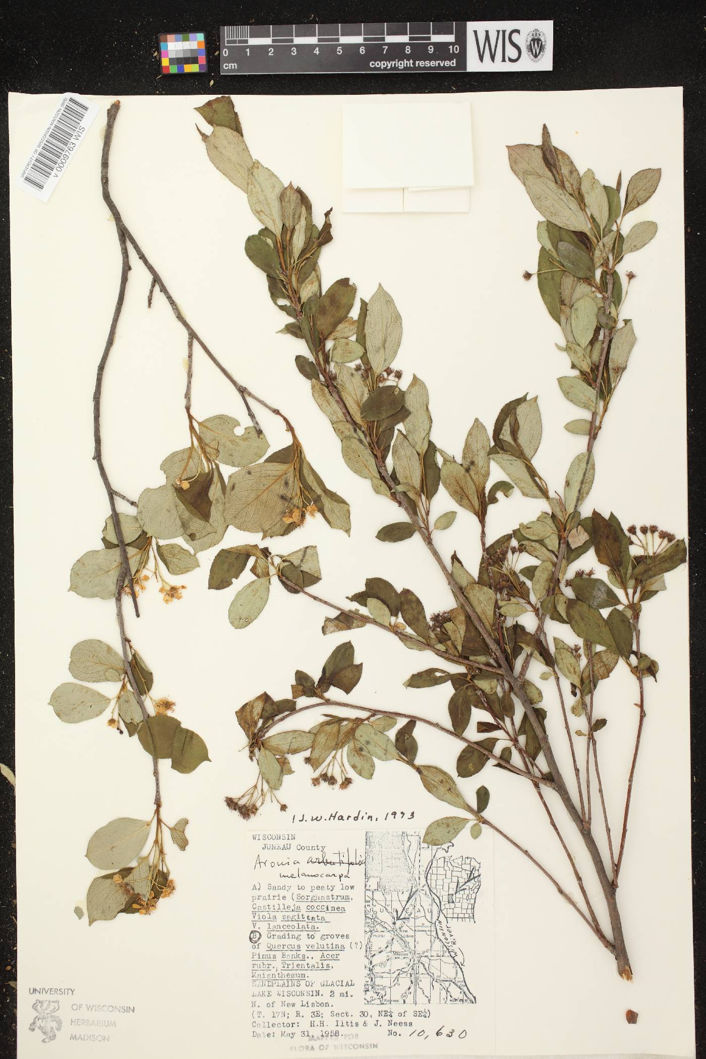 Aronia x prunifolia image