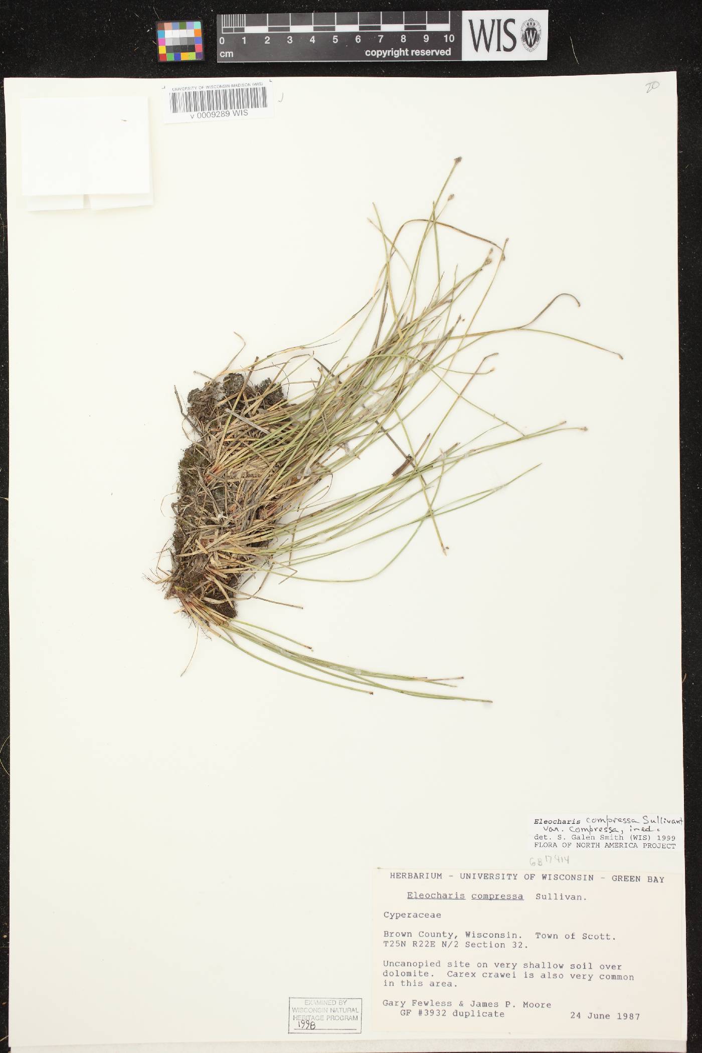 Eleocharis compressa var. compressa image