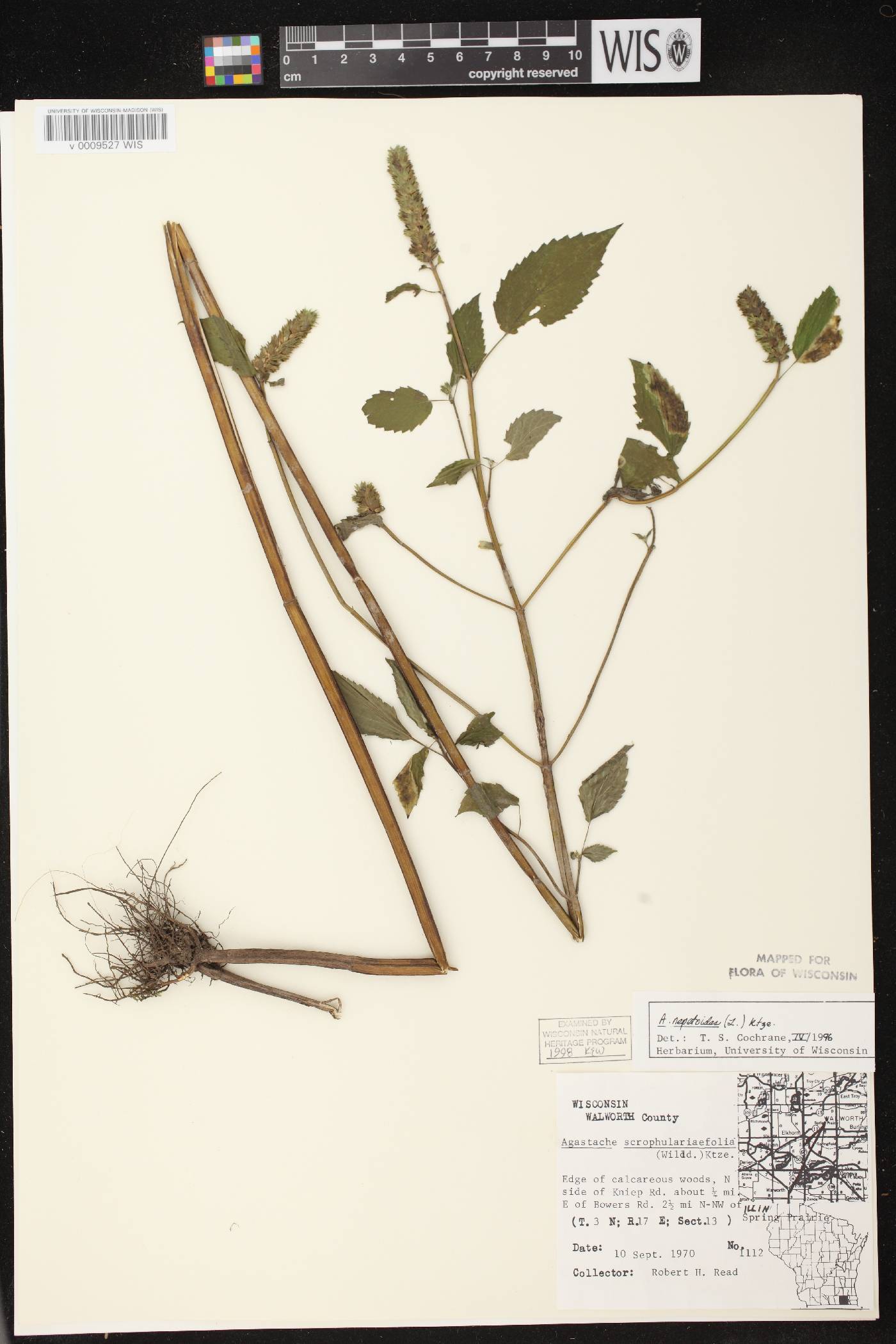 Agastache nepetoides image