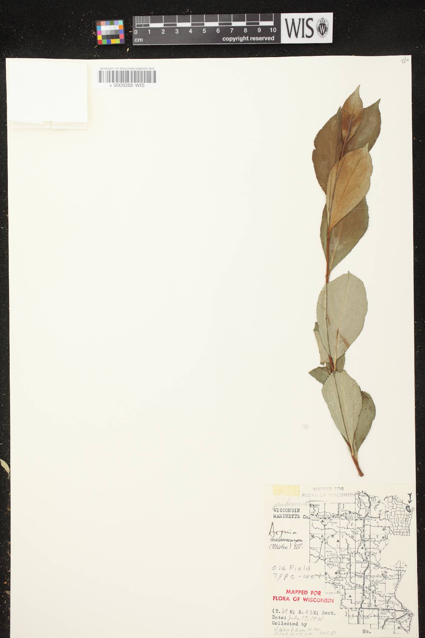 Aronia x prunifolia image