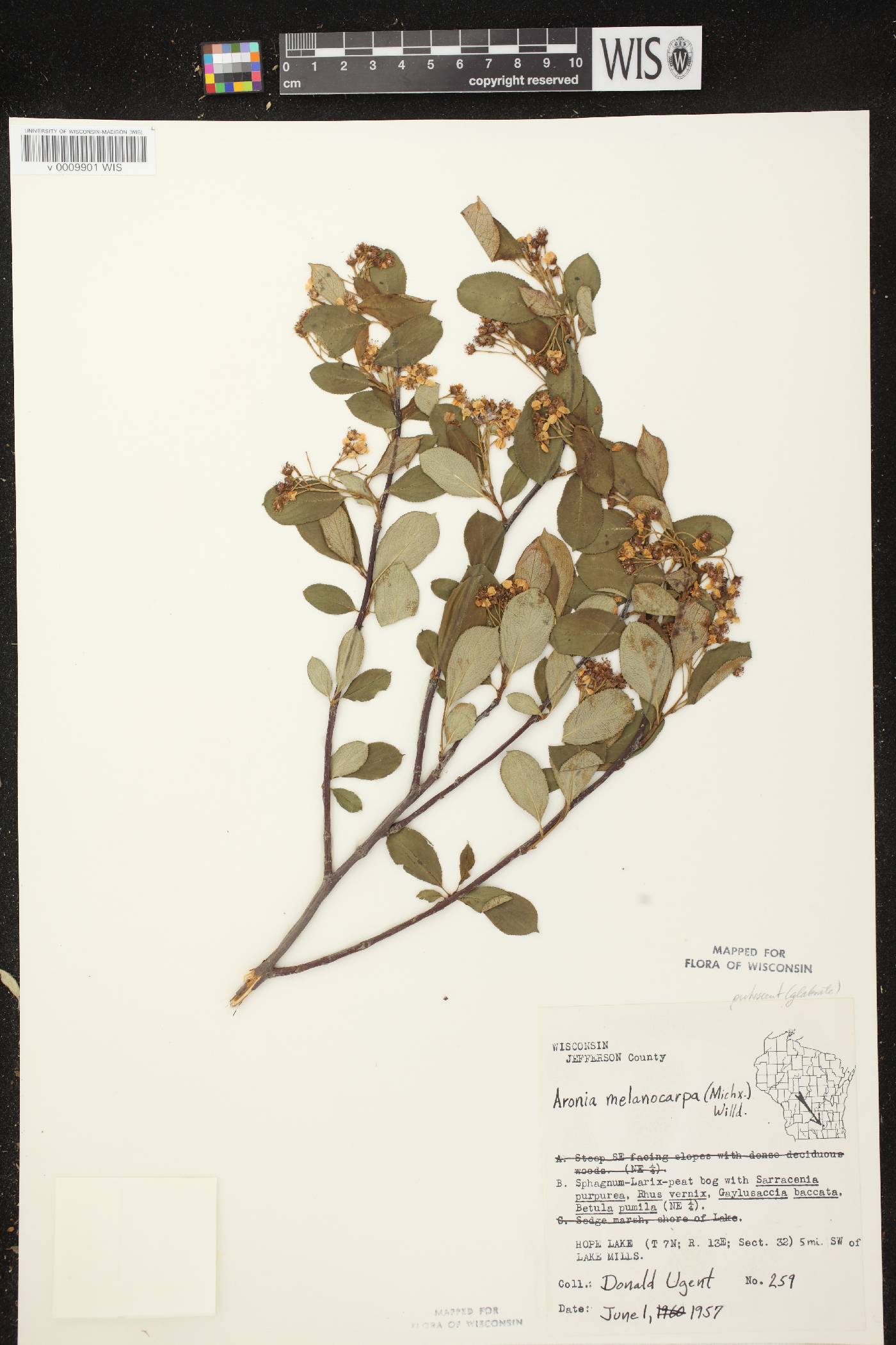 Aronia x prunifolia image