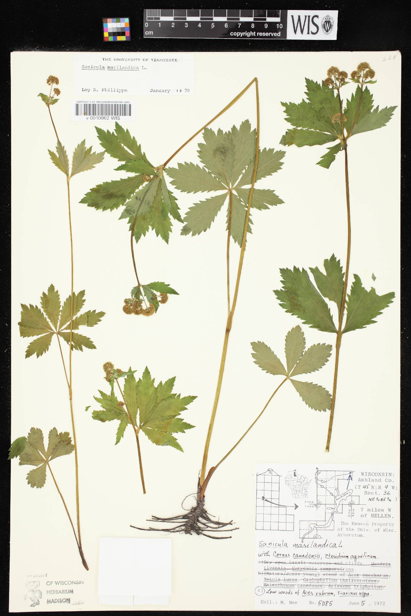 Sanicula marilandica image