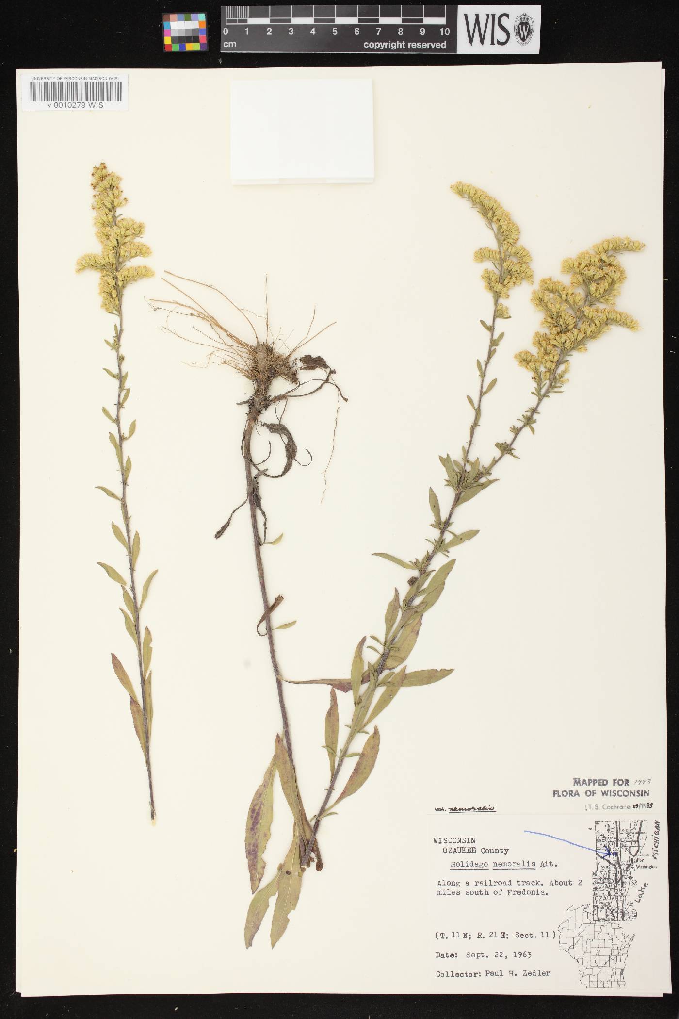 Solidago nemoralis image