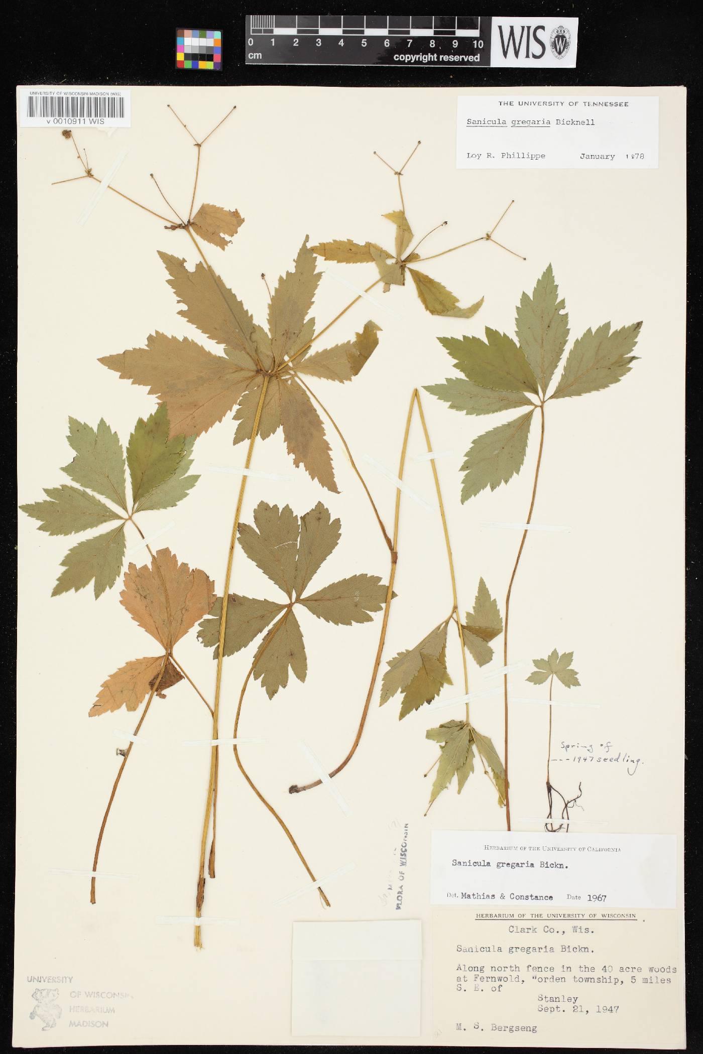 Sanicula odorata image