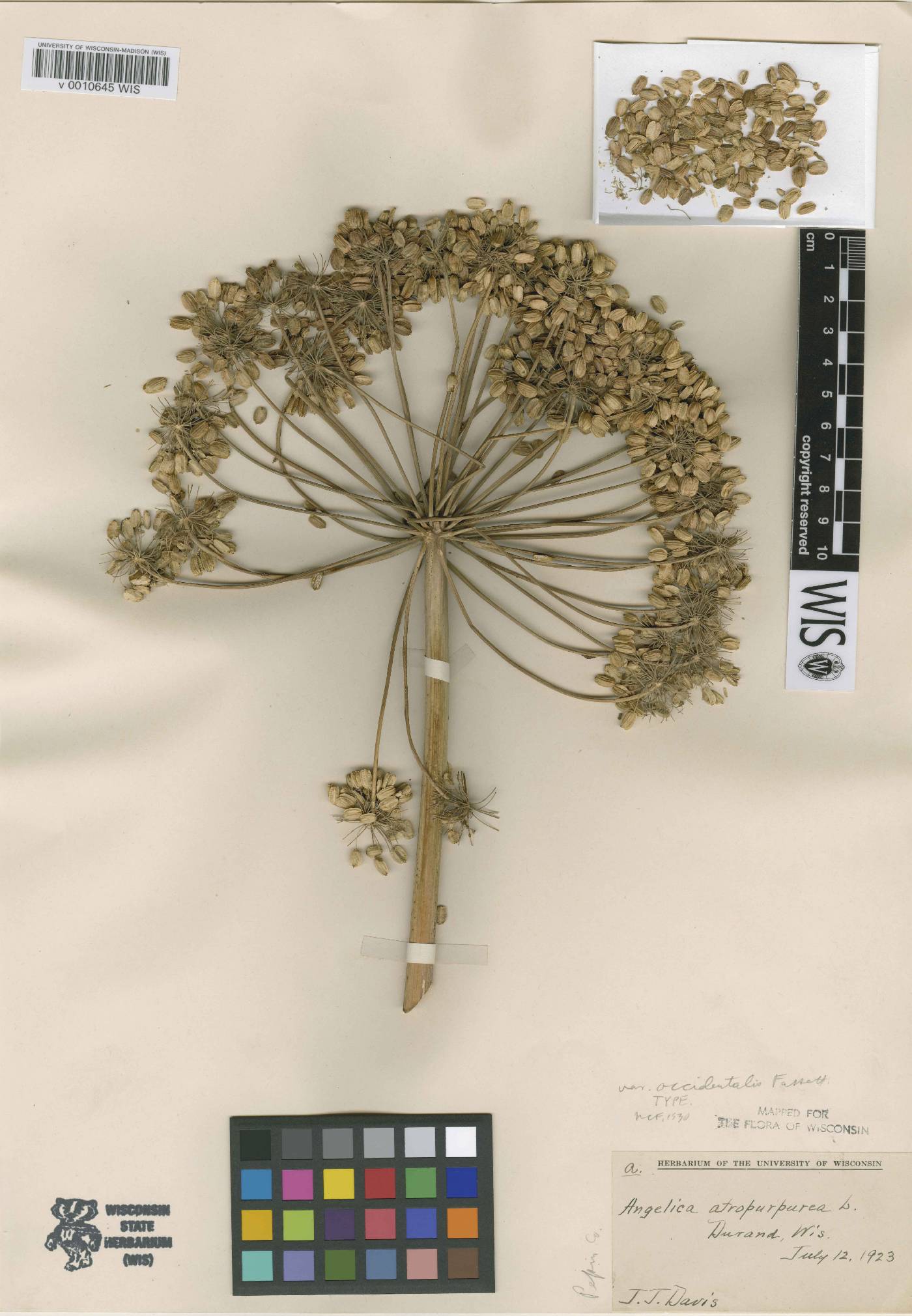 Angelica atropurpurea var. occidentalis image
