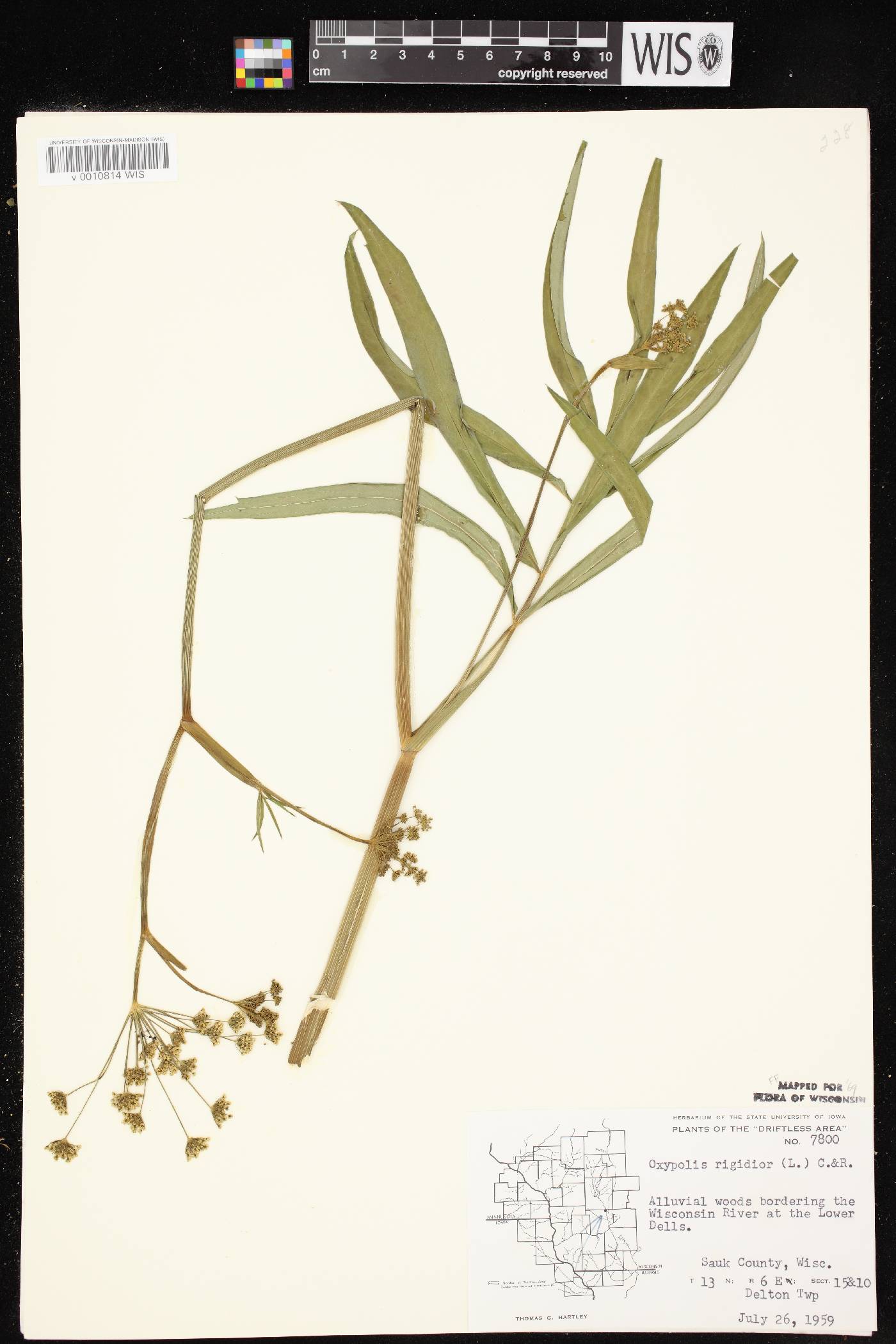 Oxypolis rigidior image