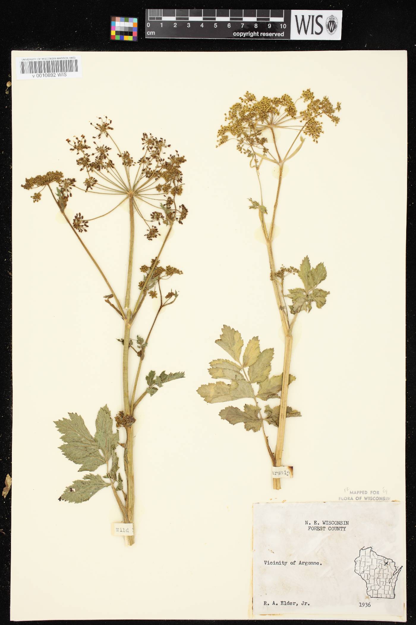 Pastinaca sativa image