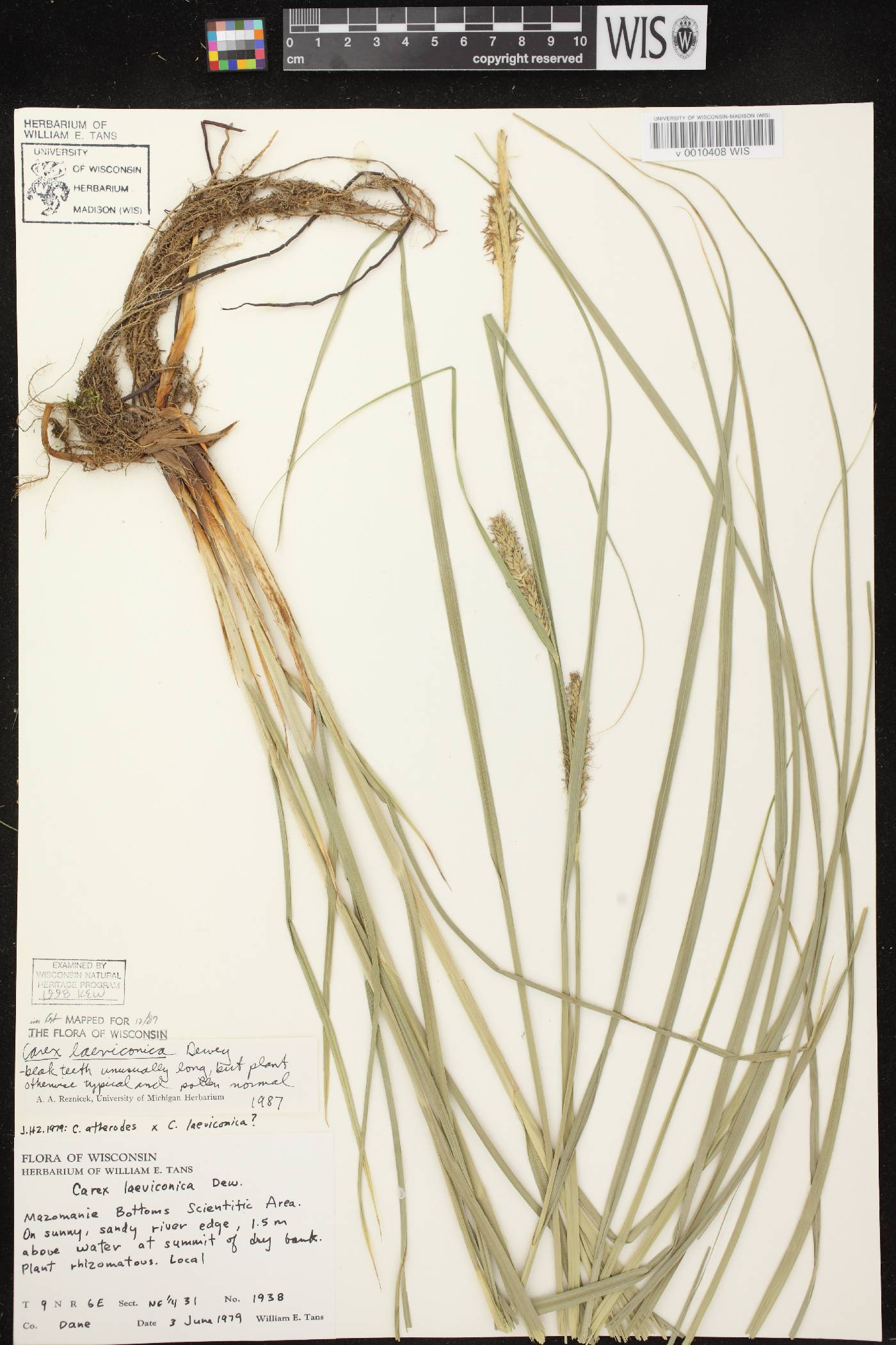 Carex laeviconica image