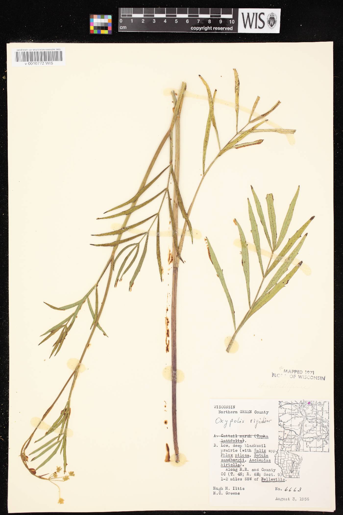 Oxypolis rigidior image